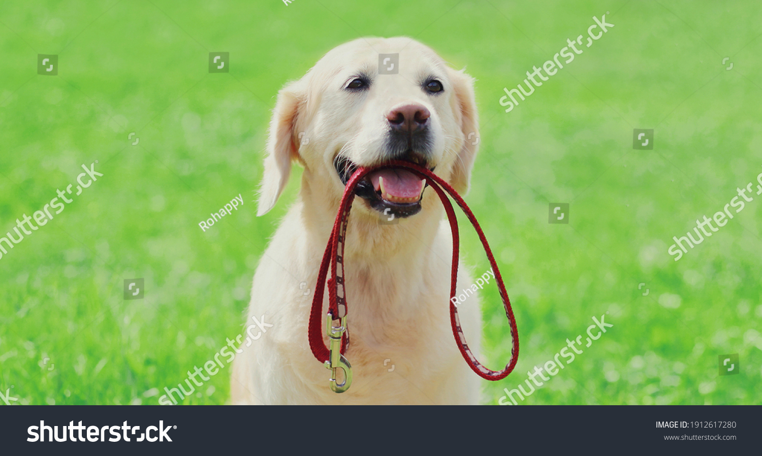 Portrait Golden Retriever Dog Holding Leash Stock Photo 1912617280