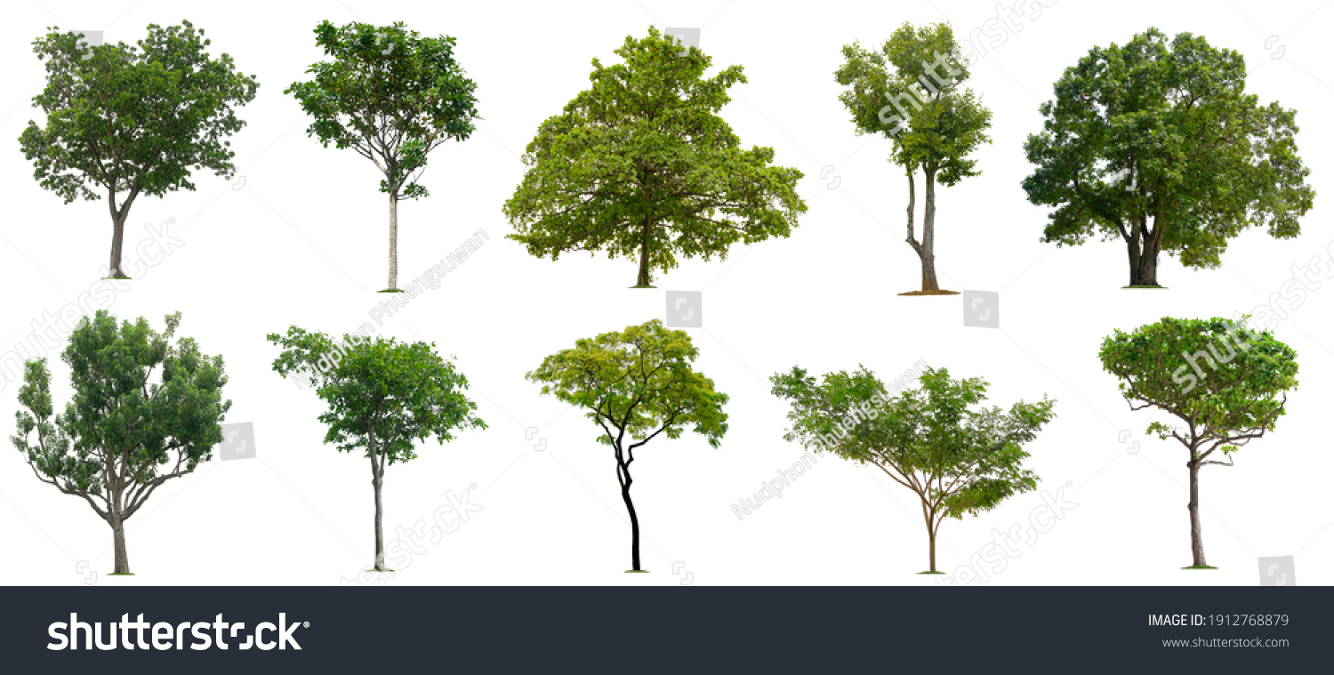 Set Beautiful Trees Isolated On White Stock Photo 1912768879 | Shutterstock