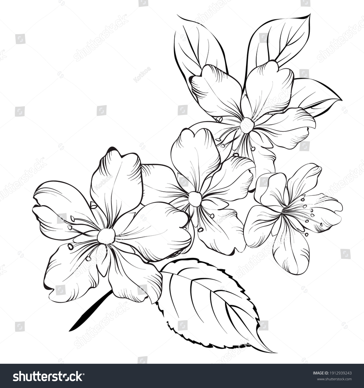 Contour Blooming Sakura Isolated Over White Stock Vector (Royalty Free ...