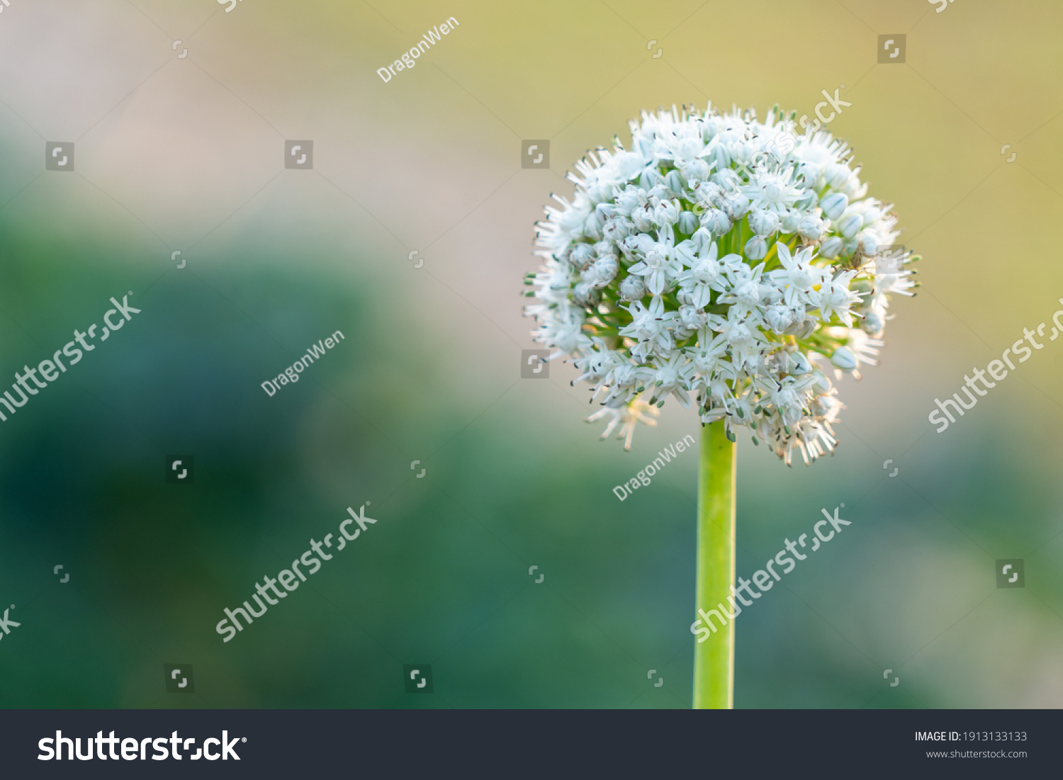 46,264 Spring Onion Flower Images, Stock Photos & Vectors | Shutterstock