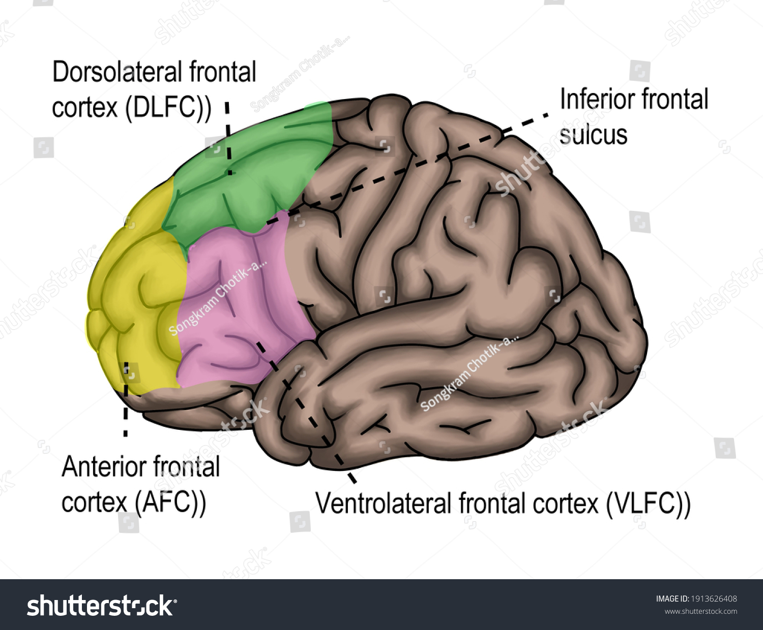 1 Dorsolateral Prefrontal Cortex Images, Stock Photos & Vectors ...