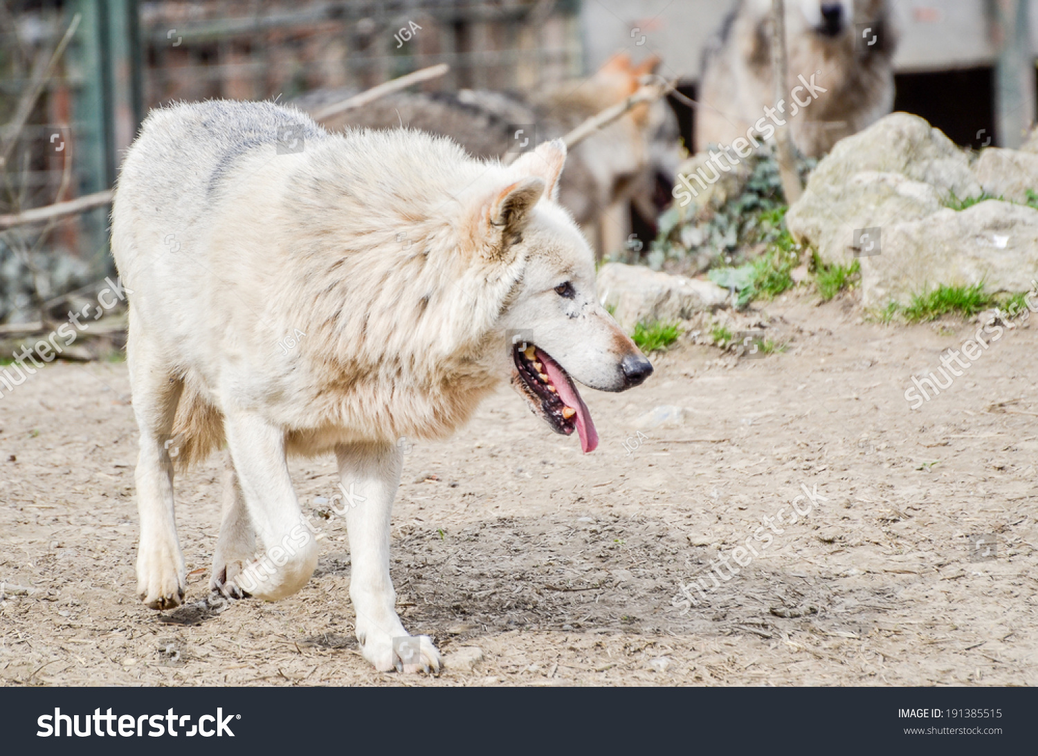 North American Wolf Dog Running Around Stock Photo 191385515 | Shutterstock