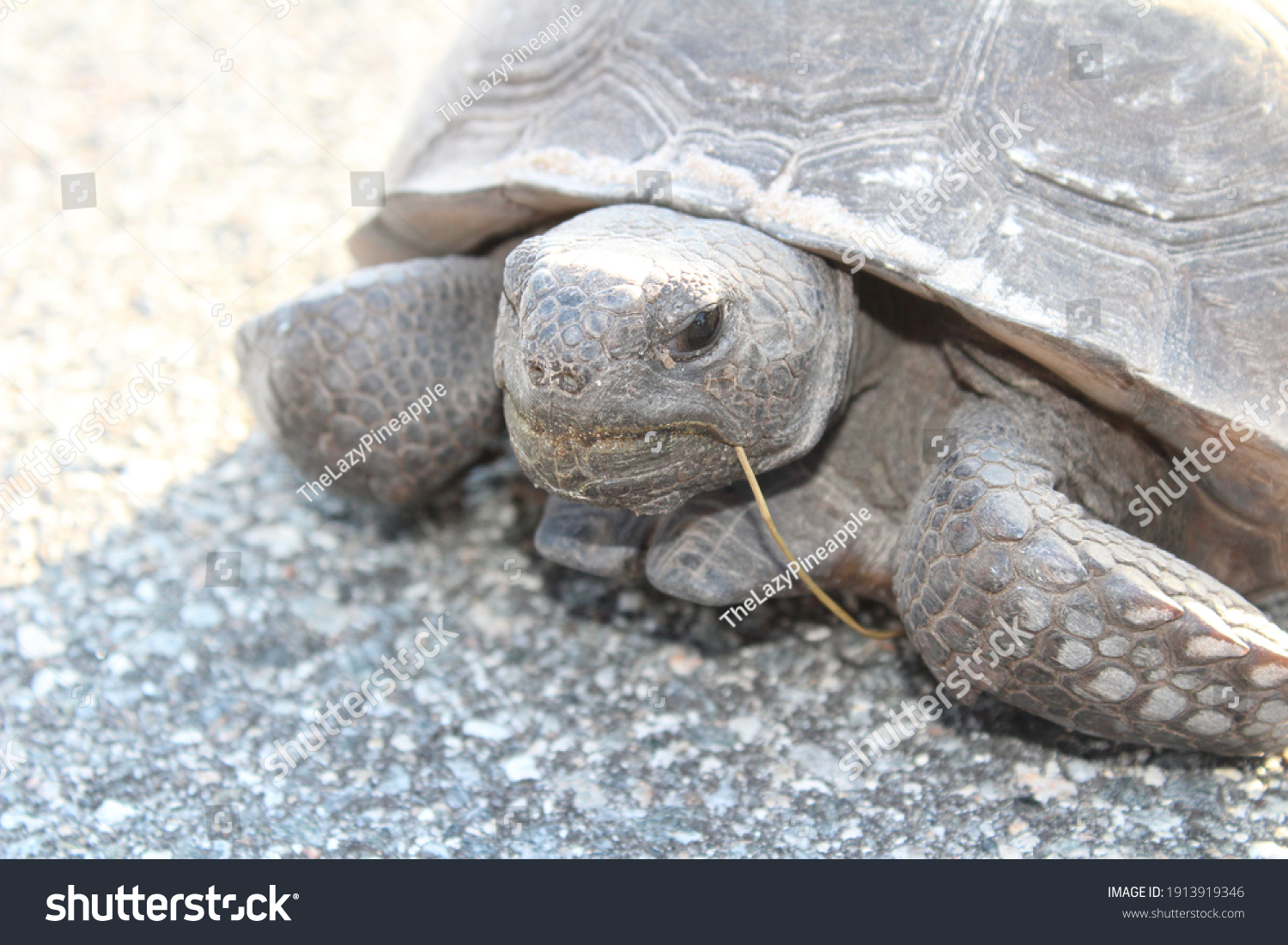 Gopher Tortoise Gopherus Polyphemus Trying Cross Stock Photo 1913919346 ...