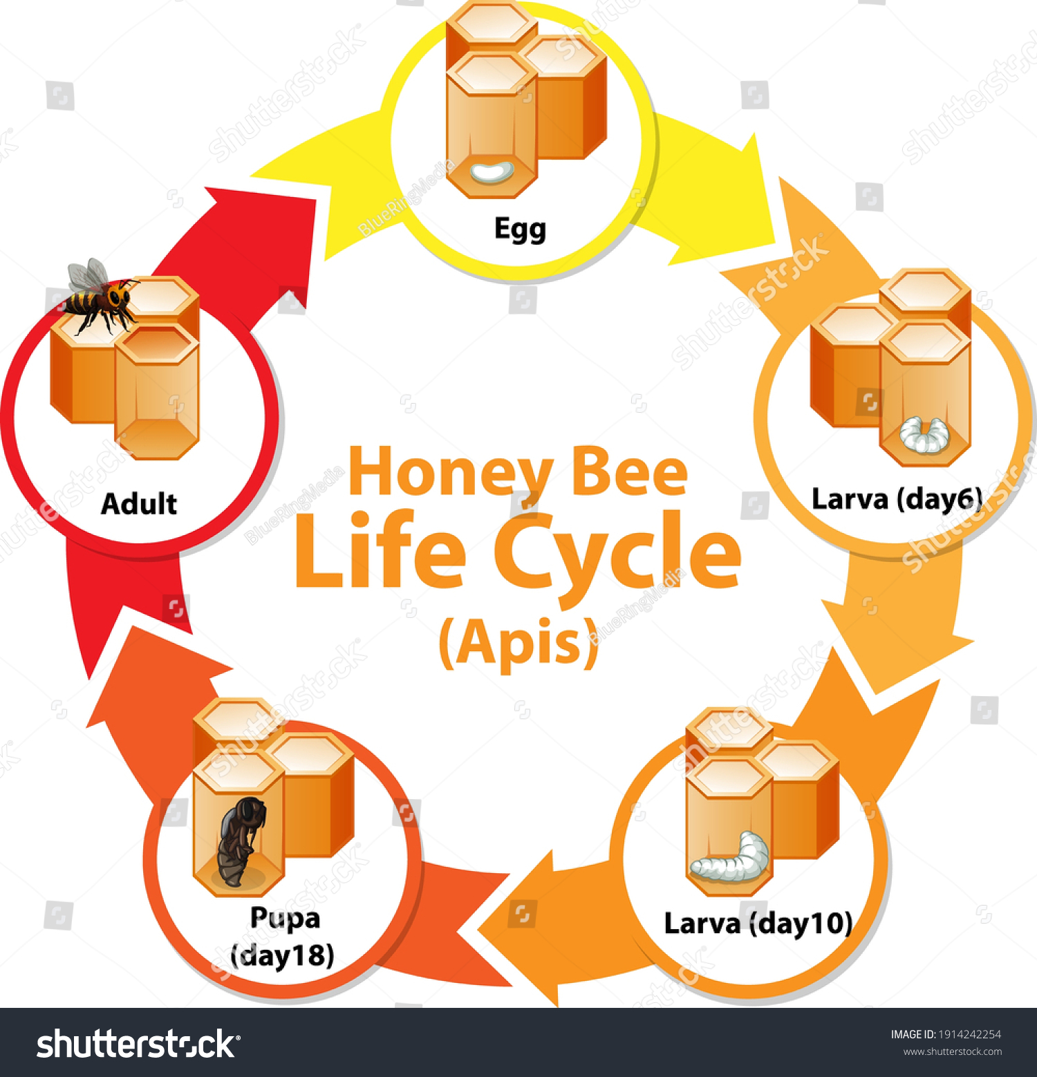 Diagram Showing Life Cycle Honey Bee Stock Vector (Royalty Free ...