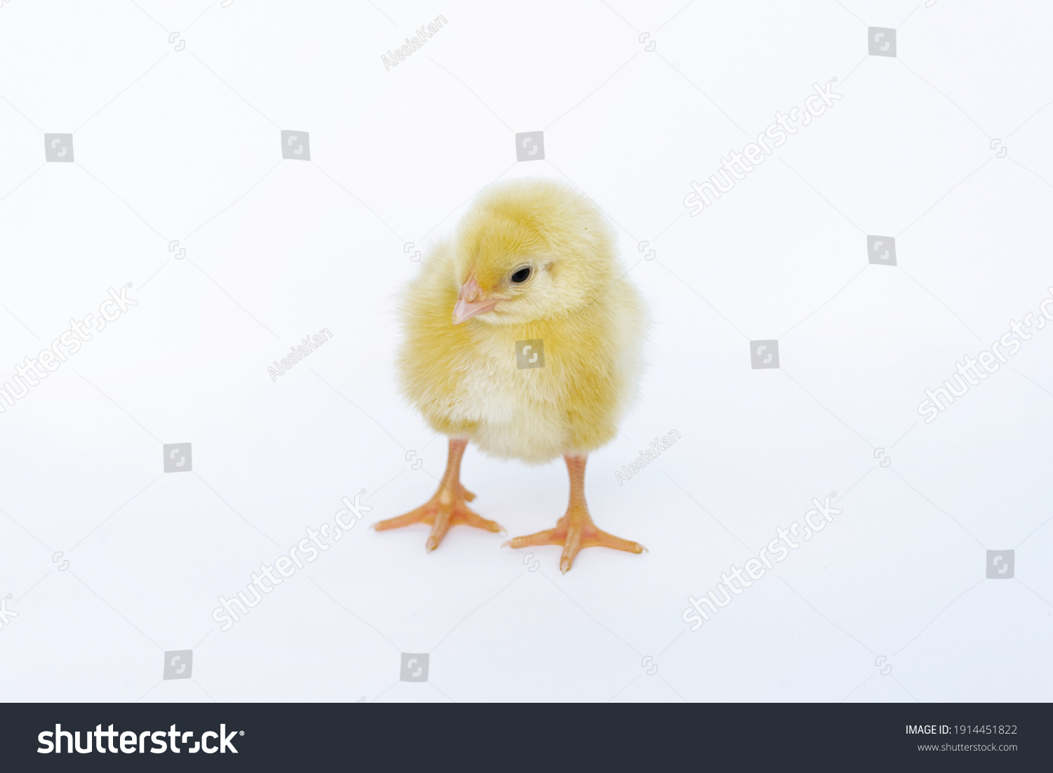 156,234 Baby chick Images, Stock Photos & Vectors | Shutterstock