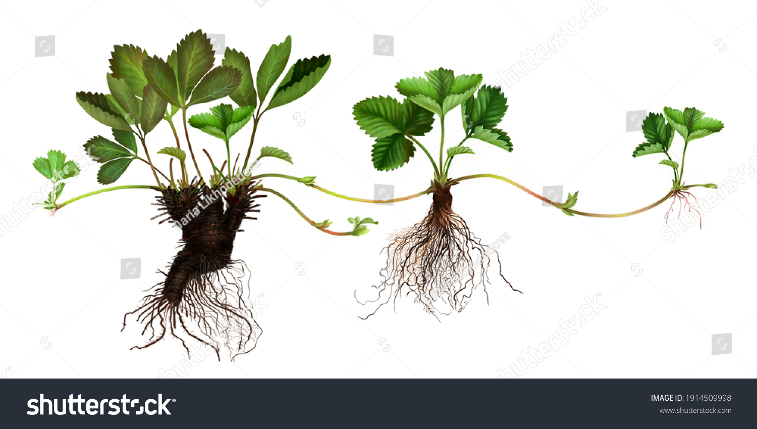 Realistic Illustration Strawberry Seedling Stages Growth Stock Illustration 1914509998 2028