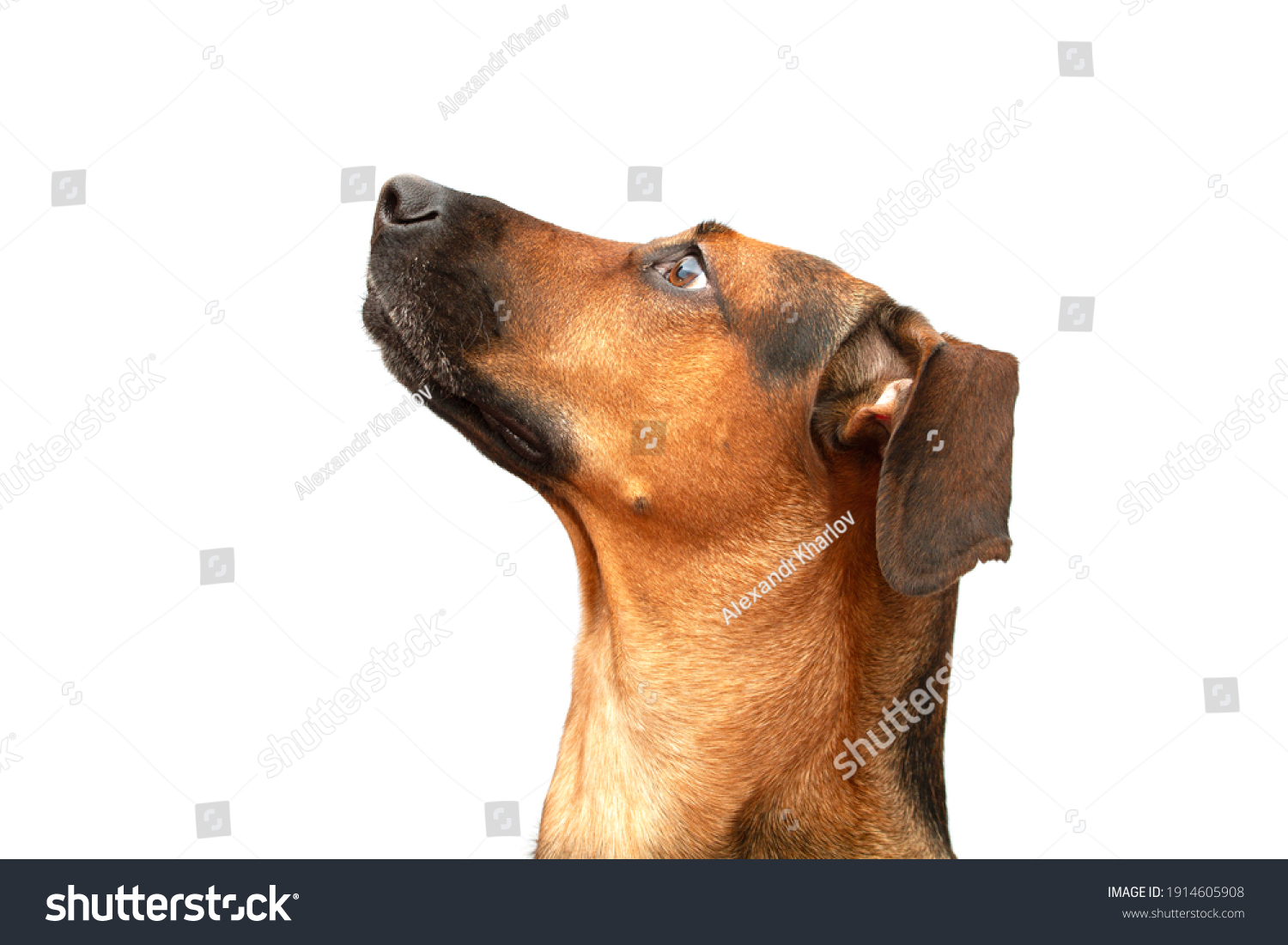 2,753 Dog Nose Side View Images, Stock Photos & Vectors | Shutterstock