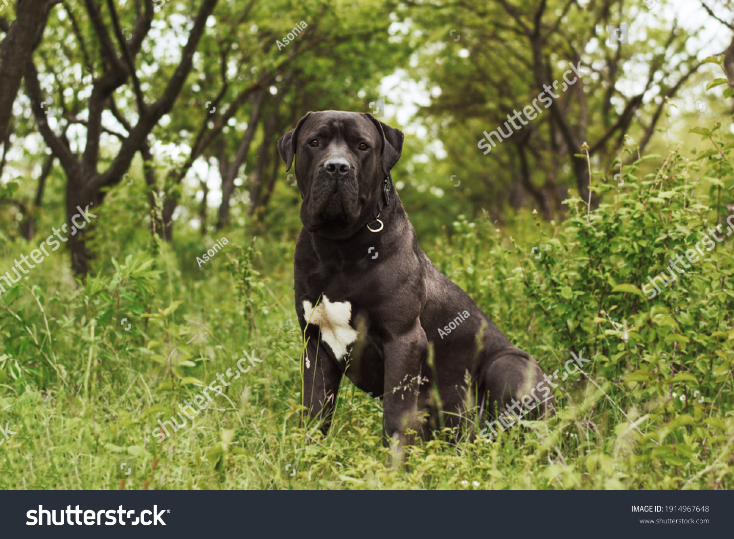 how much is a south african boerboel