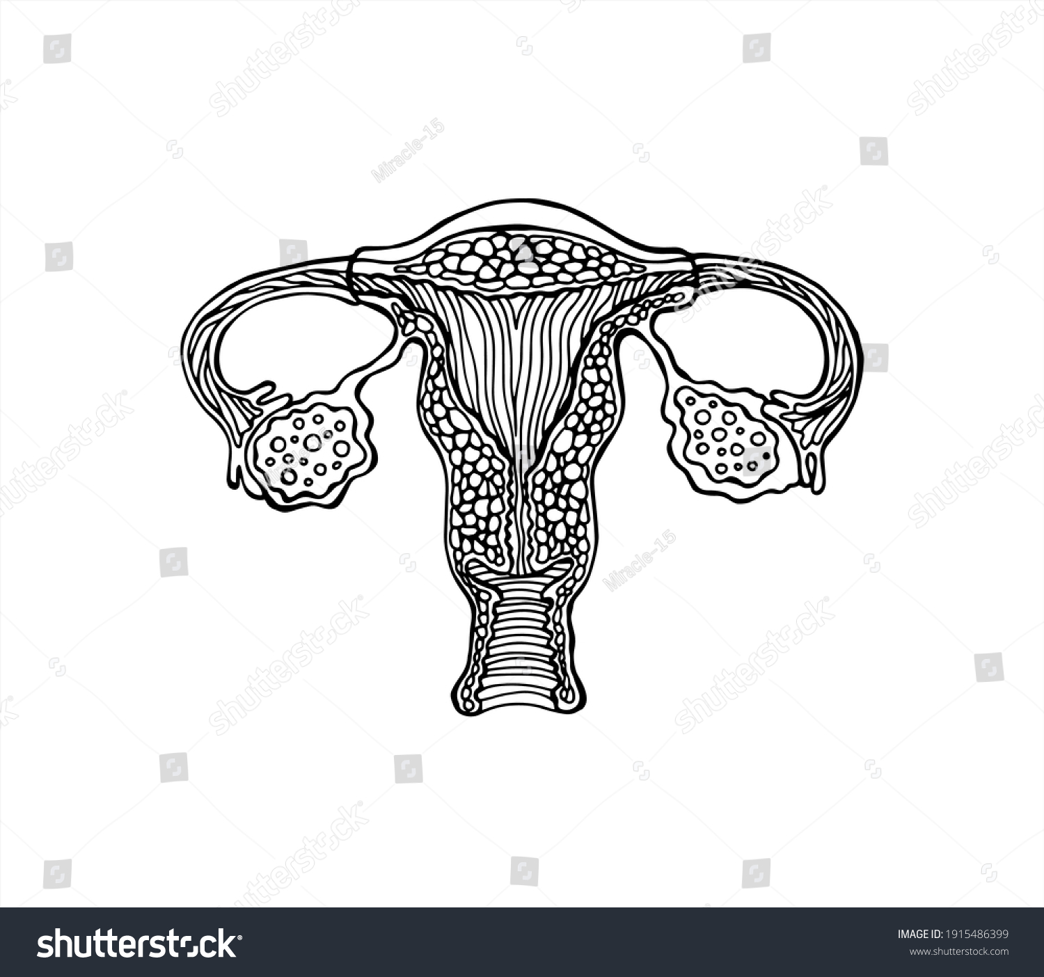 Vektor Stok Anatomically Correct Drawn Female Genitals Uterus Tanpa Royalti 1915486399 3595