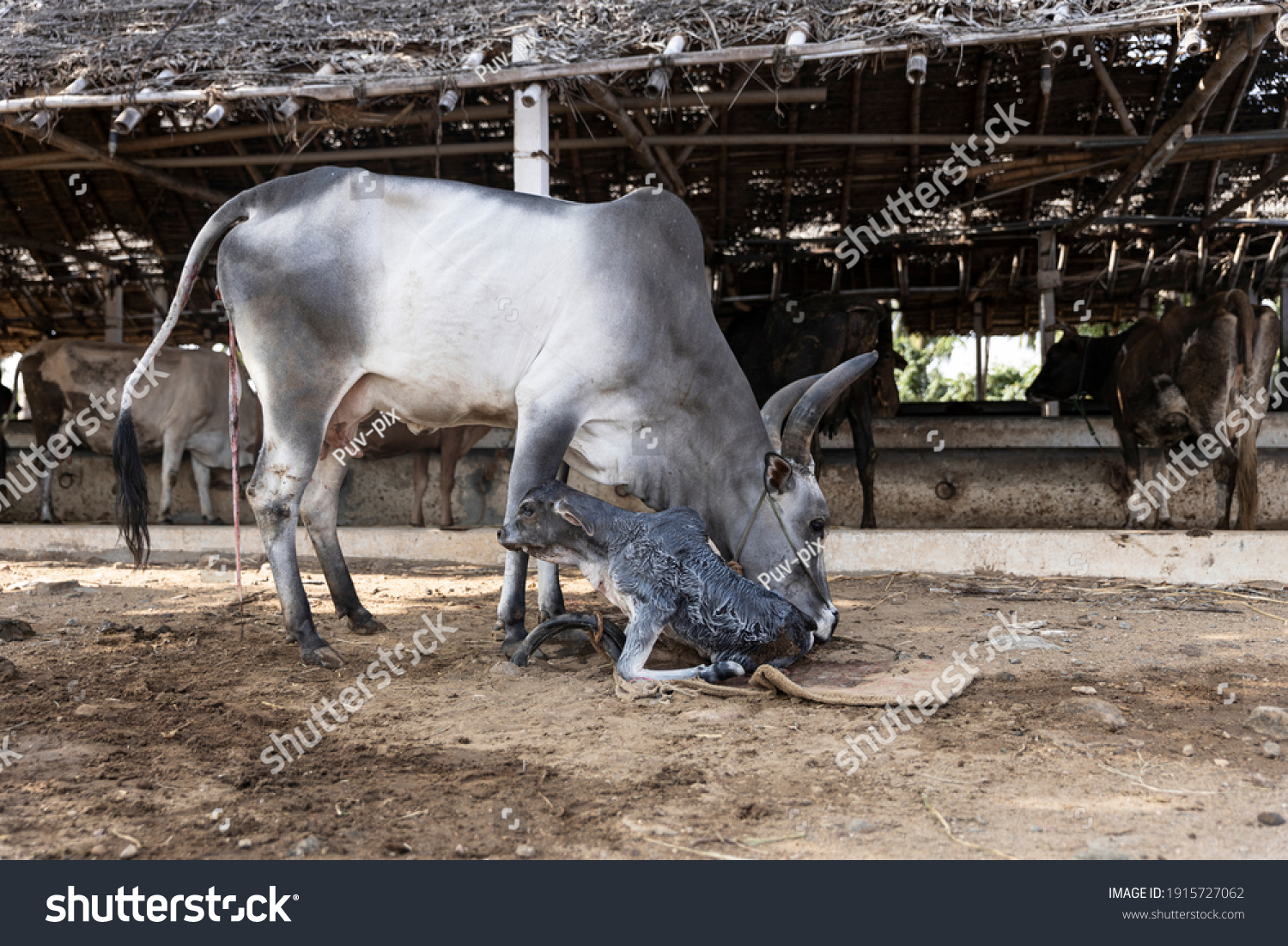 Indian Cow Kangeyam Breed Giving Birth Stock Photo 1915727062 ...