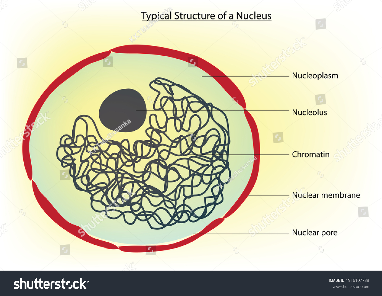 Typical Structure Nucleus Animal Plant Cell Stock Vector (Royalty Free ...