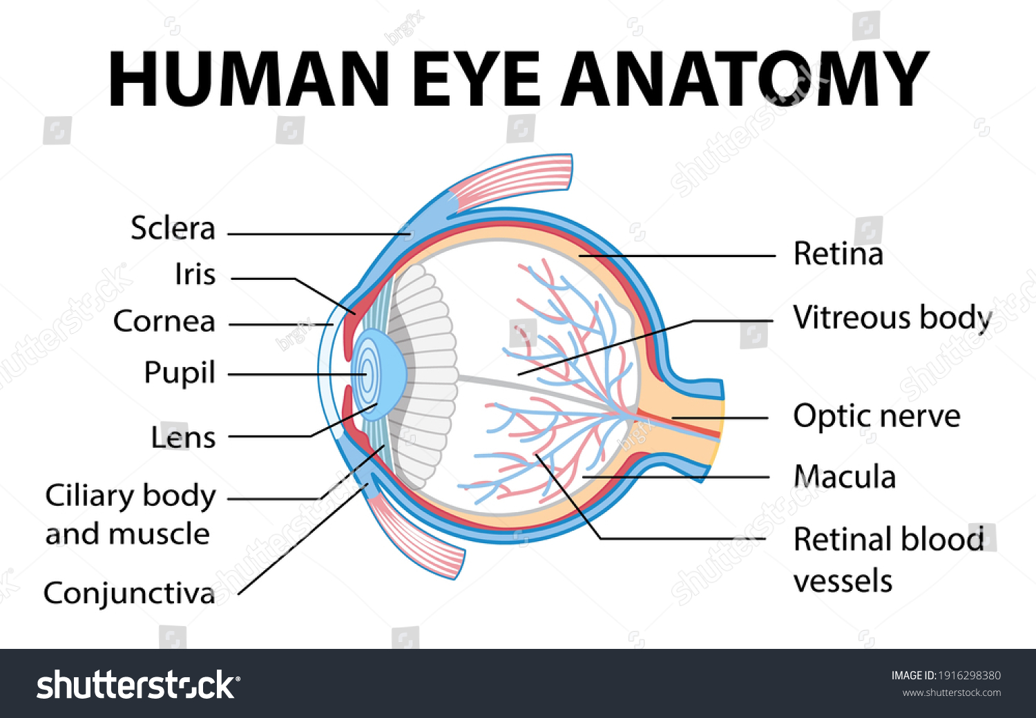 Diagram Human Eye Anatomy Label Illustration Stock Vector (Royalty Free ...