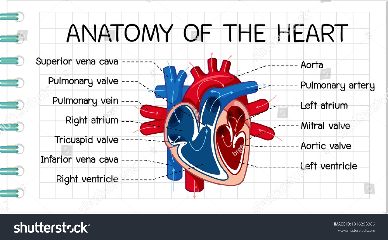 Information Poster Human Heart Diagram Illustration Stock Vector ...