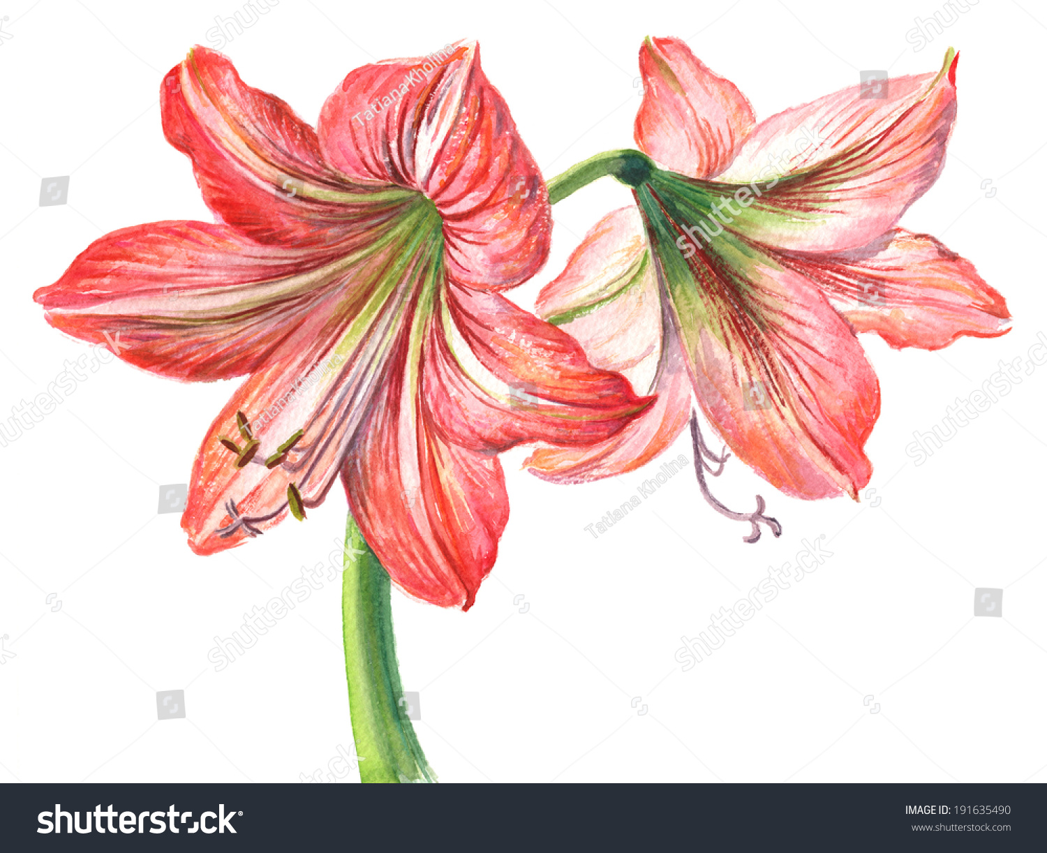 Watercolor On White Pink Hippeastrum Amaryllis Stock Illustration ...