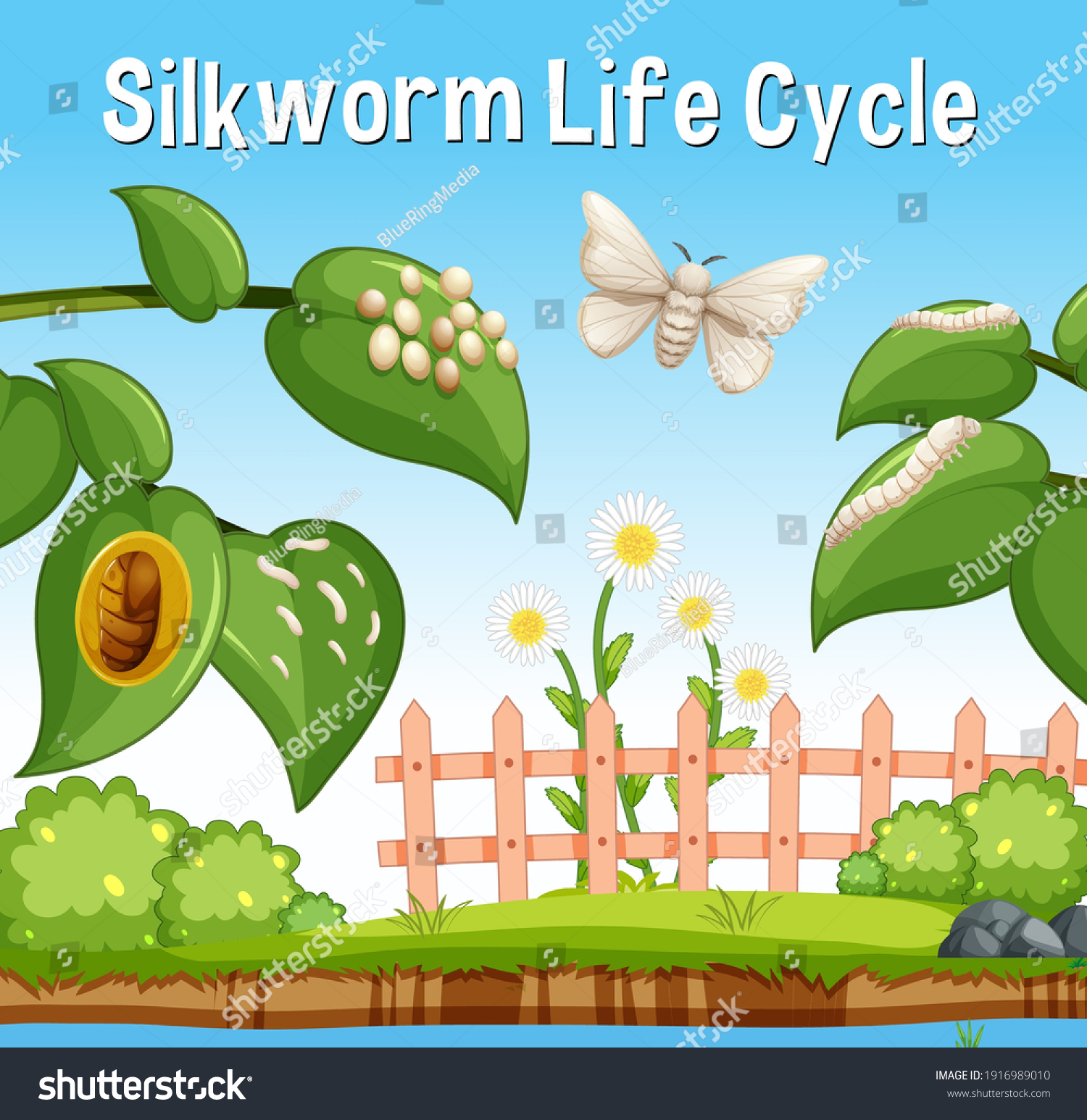 846 Egg Cartoon Life Cycle Images, Stock Photos & Vectors | Shutterstock