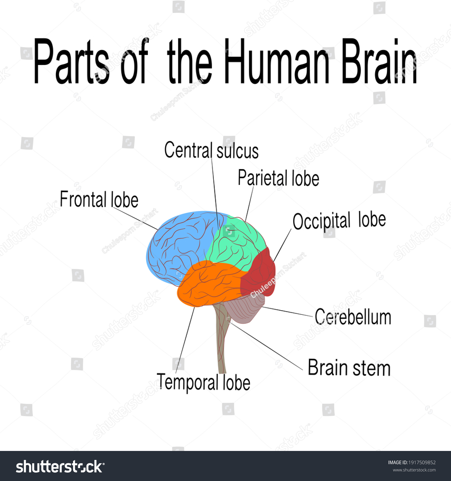 Parts Human Brain On White Backgroundanatomy Stock Vector (Royalty Free ...