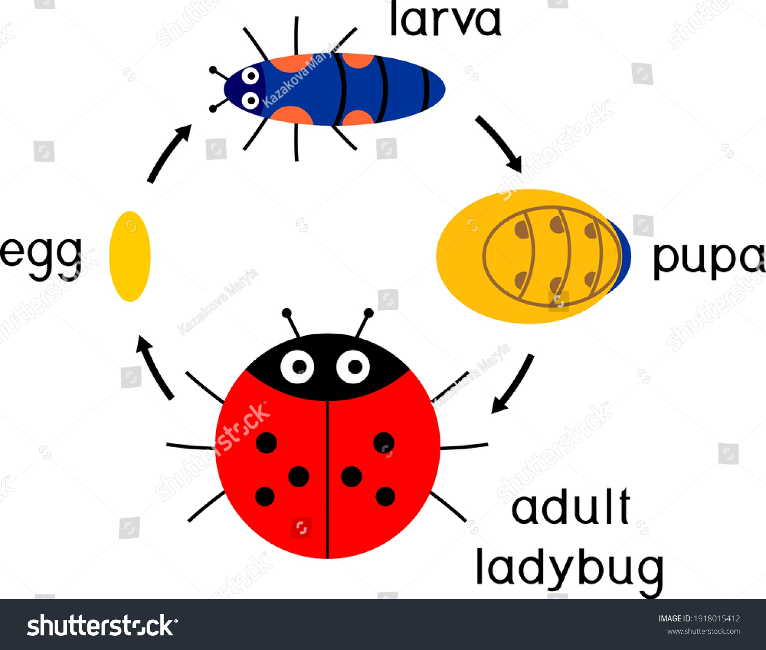 Life Cycle Ladybug Sequence Stages Development Stock Vector (Royalty ...