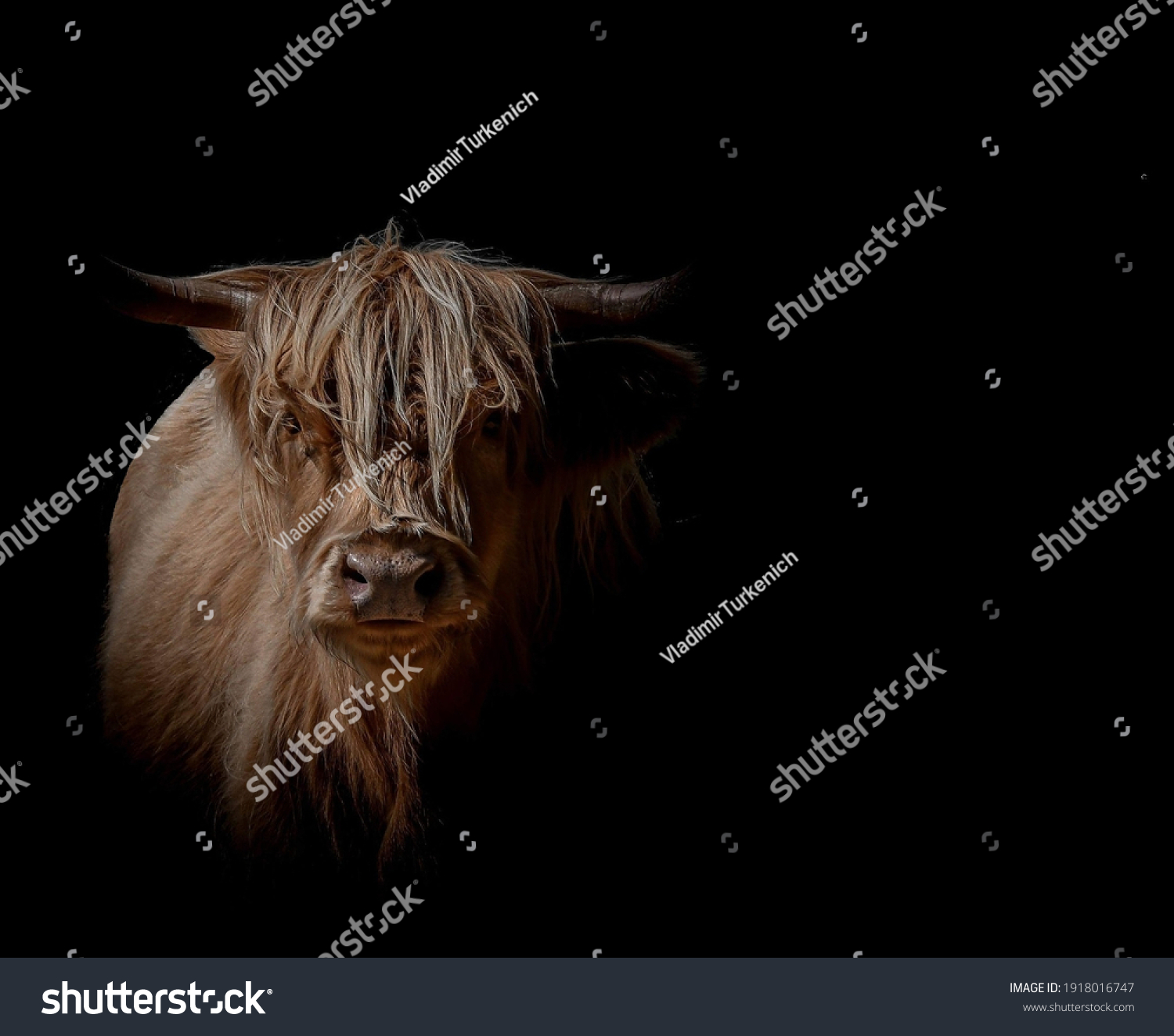 Gorgeous Young Light Brown Bull Close Stock Photo 1918016747 | Shutterstock