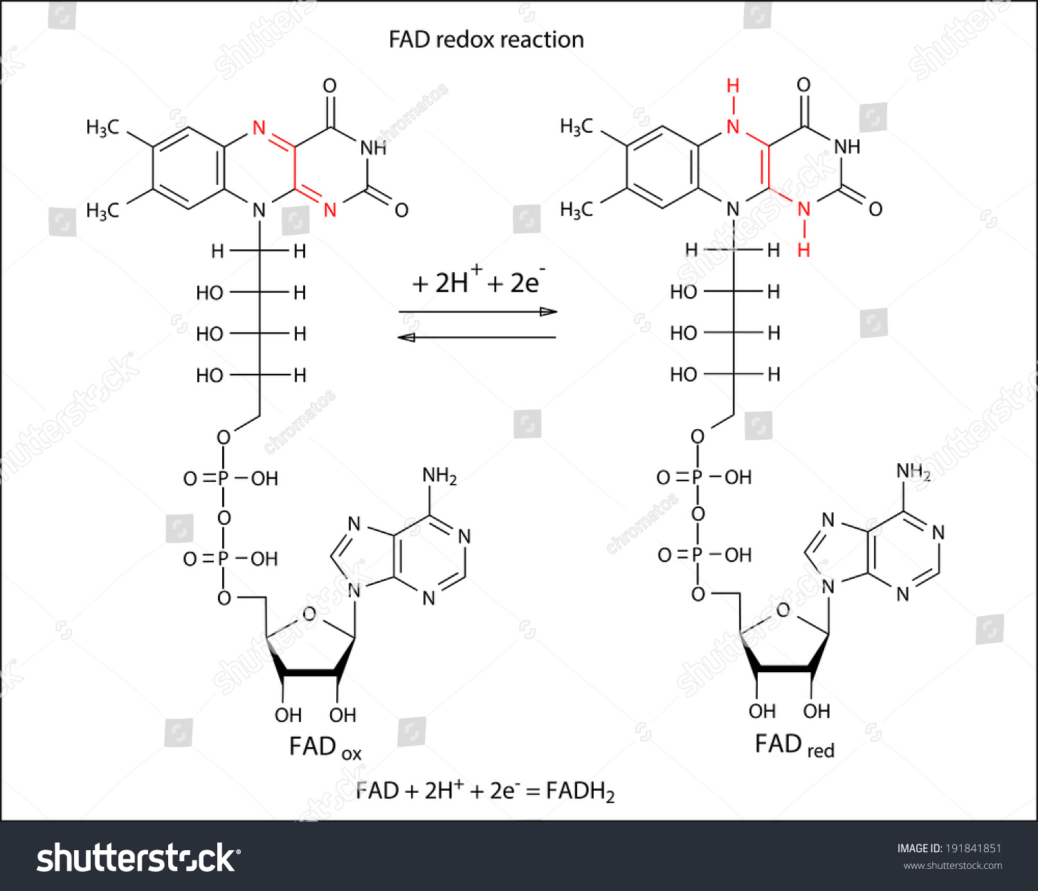 Illustration Fad Redox Reaction Chemical Formulas Shutterstock