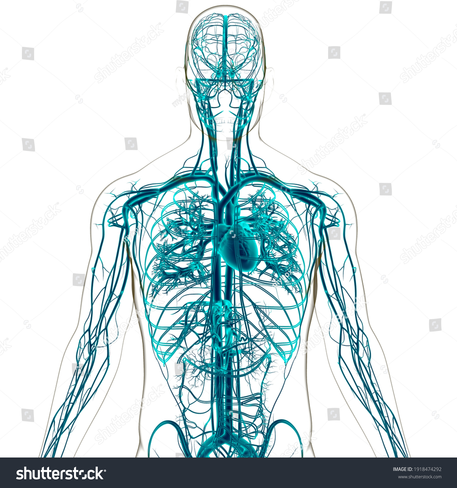 Human Heart Circulatory System Anatomy Medical Stock Illustration Shutterstock