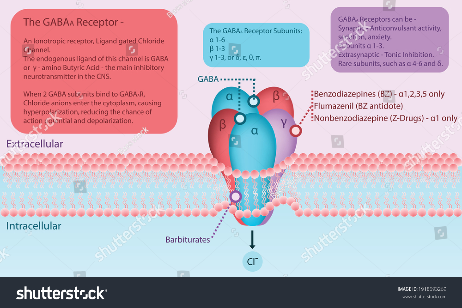 GABA 수용체 막에 있는 수용체 다이어그램에 스톡 벡터(로열티 프리) 1918593269 | Shutterstock