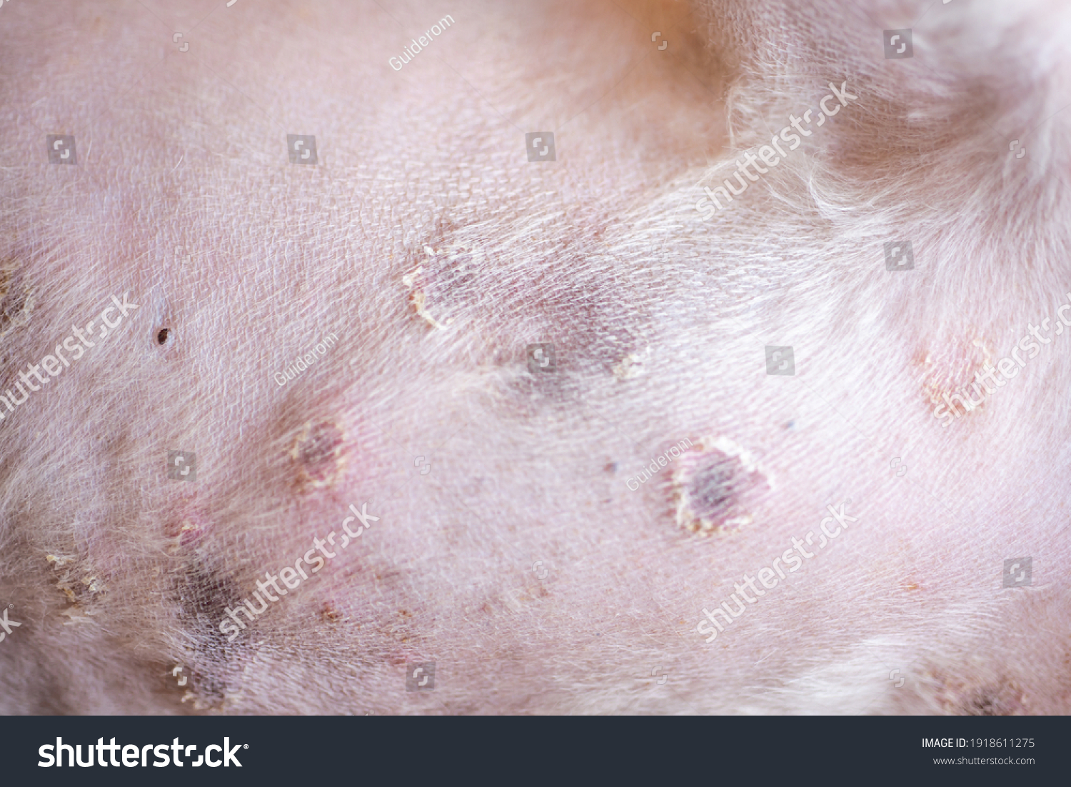 Closeup Disease On Dog Skindermatitis Dogskin Stock Photo 1918611275 ...