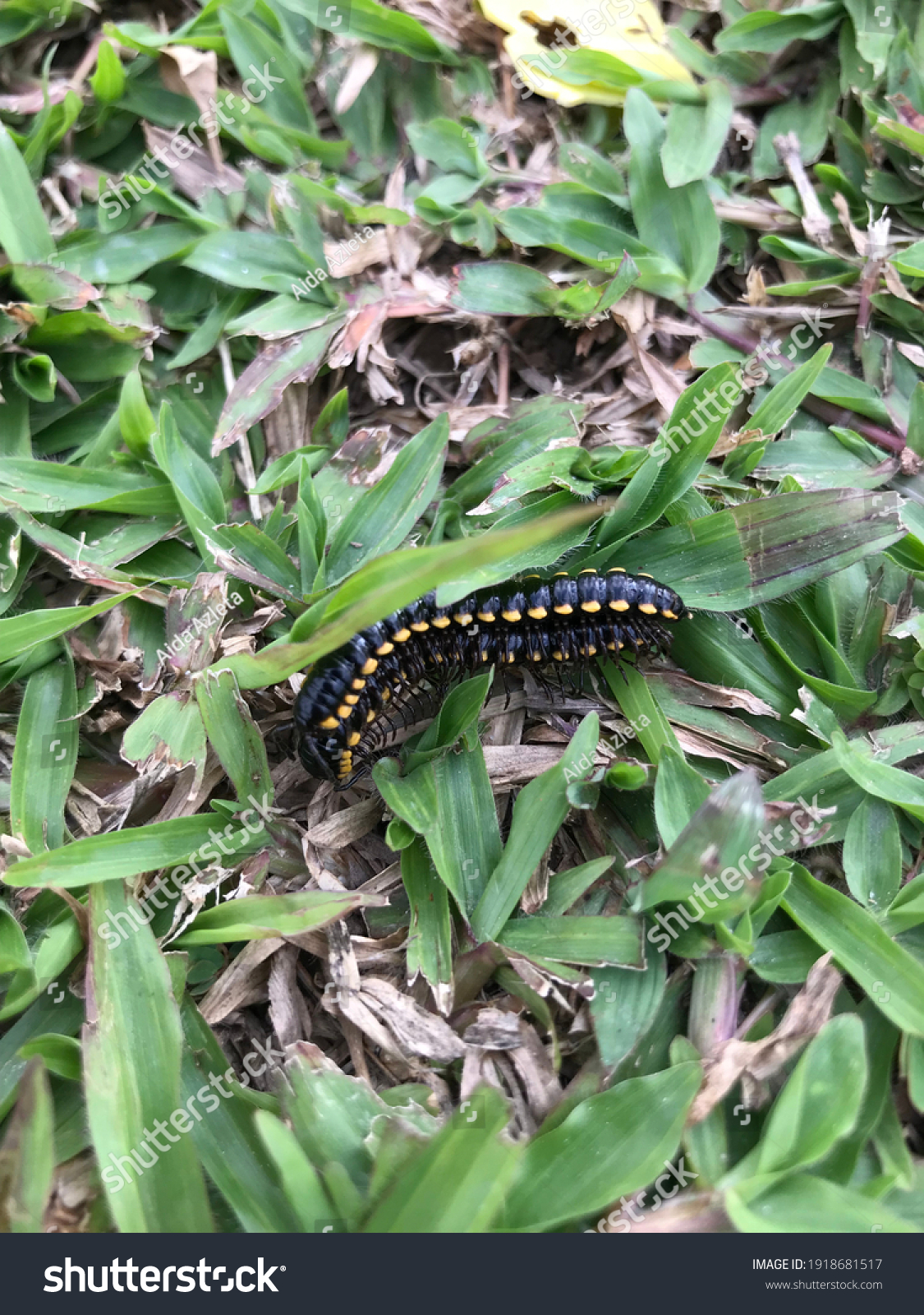 Centipede Mating Images Photos Et Images Vectorielles De Stock Shutterstock