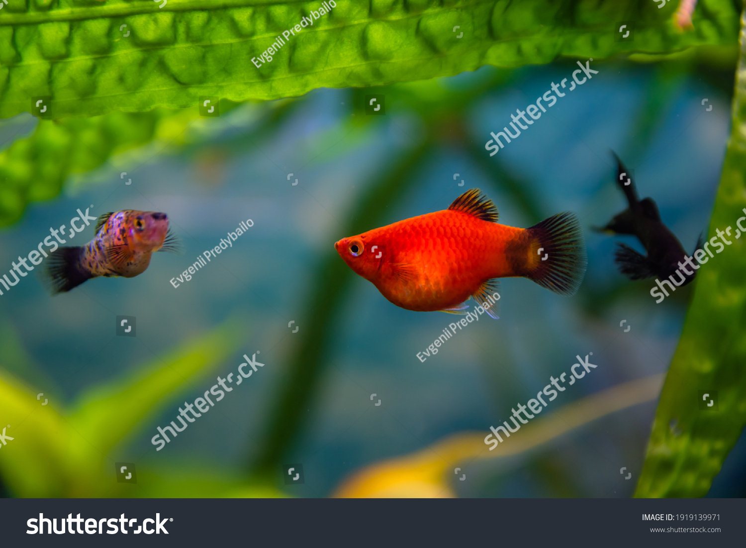 Aquarist Aqua Fish Poecilia Mollienesia Genus Foto Stok 1919139971