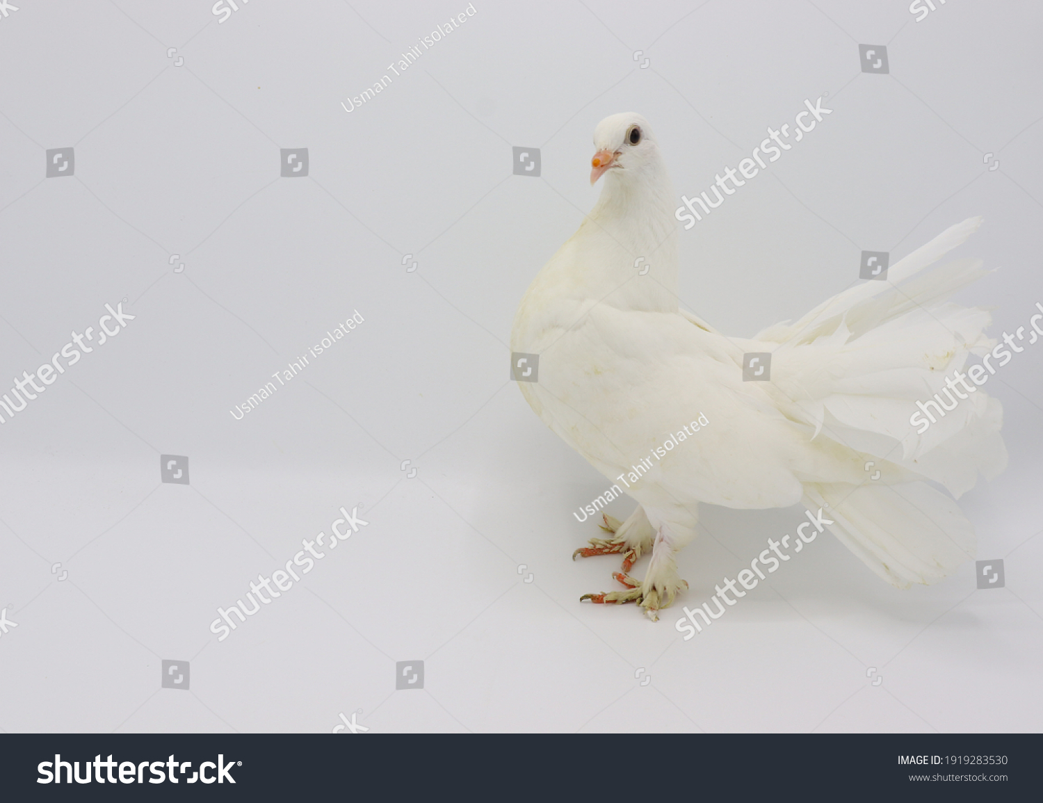Englisch Fantail Taube, schöne weiße Taube Stockfoto 1919283530