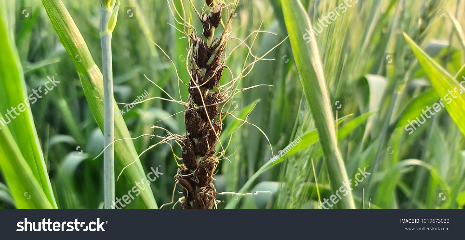 Rust on wheat фото 99