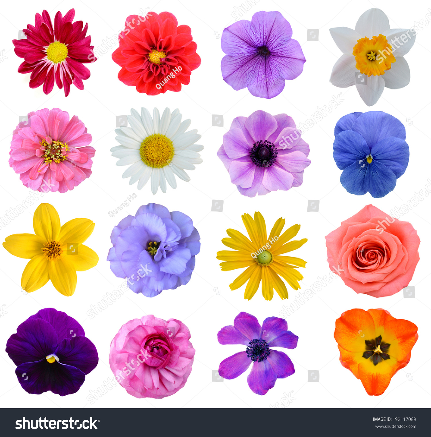 276,443 Lily isolated flower Images, Stock Photos & Vectors | Shutterstock