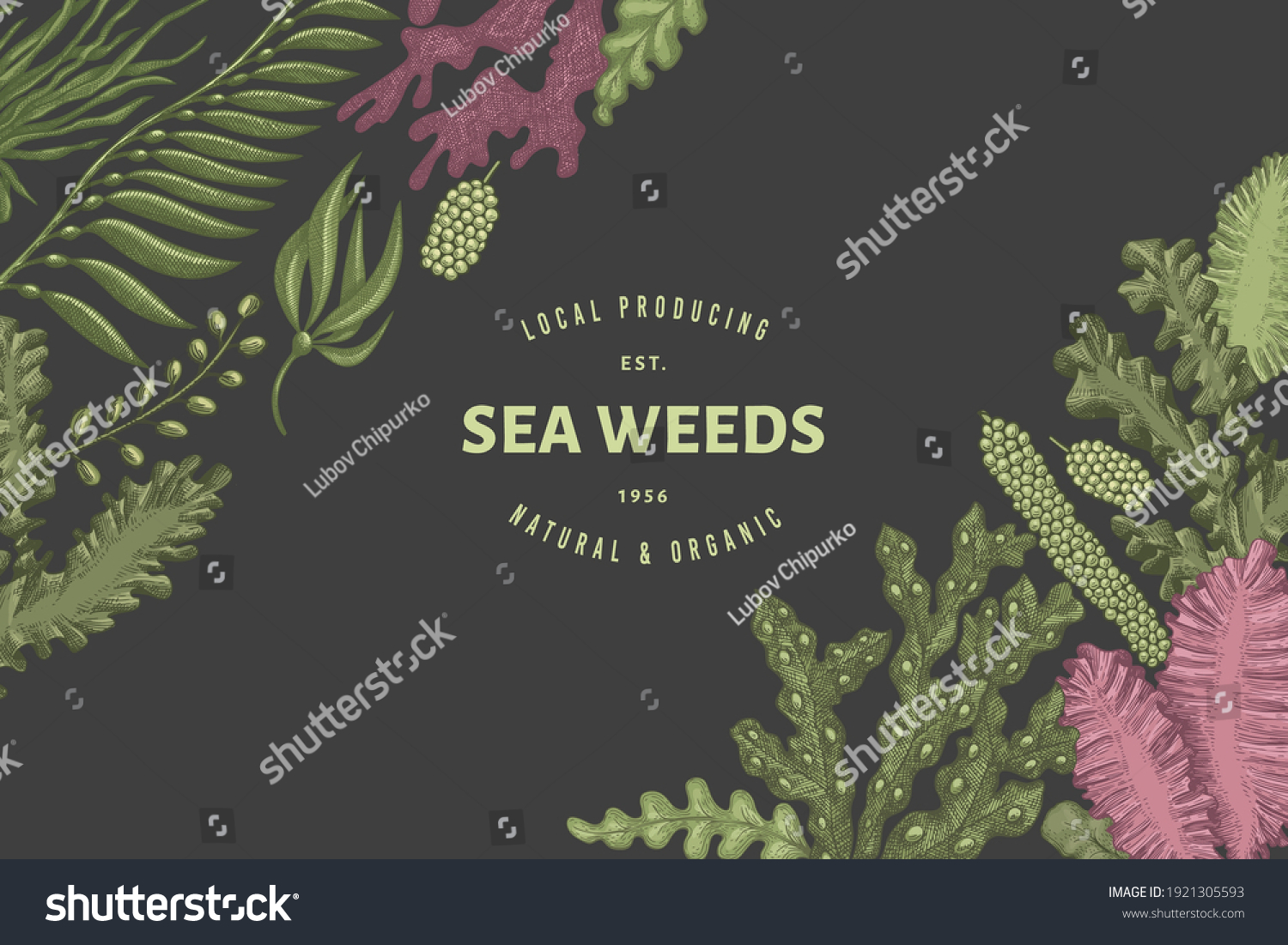 Seaweed Design Template Hand Drawn Vector Stock Vector (Royalty Free ...