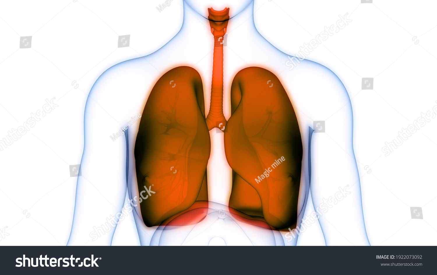 Human Respiratory System Lungs Anatomy D Stock Illustration Shutterstock