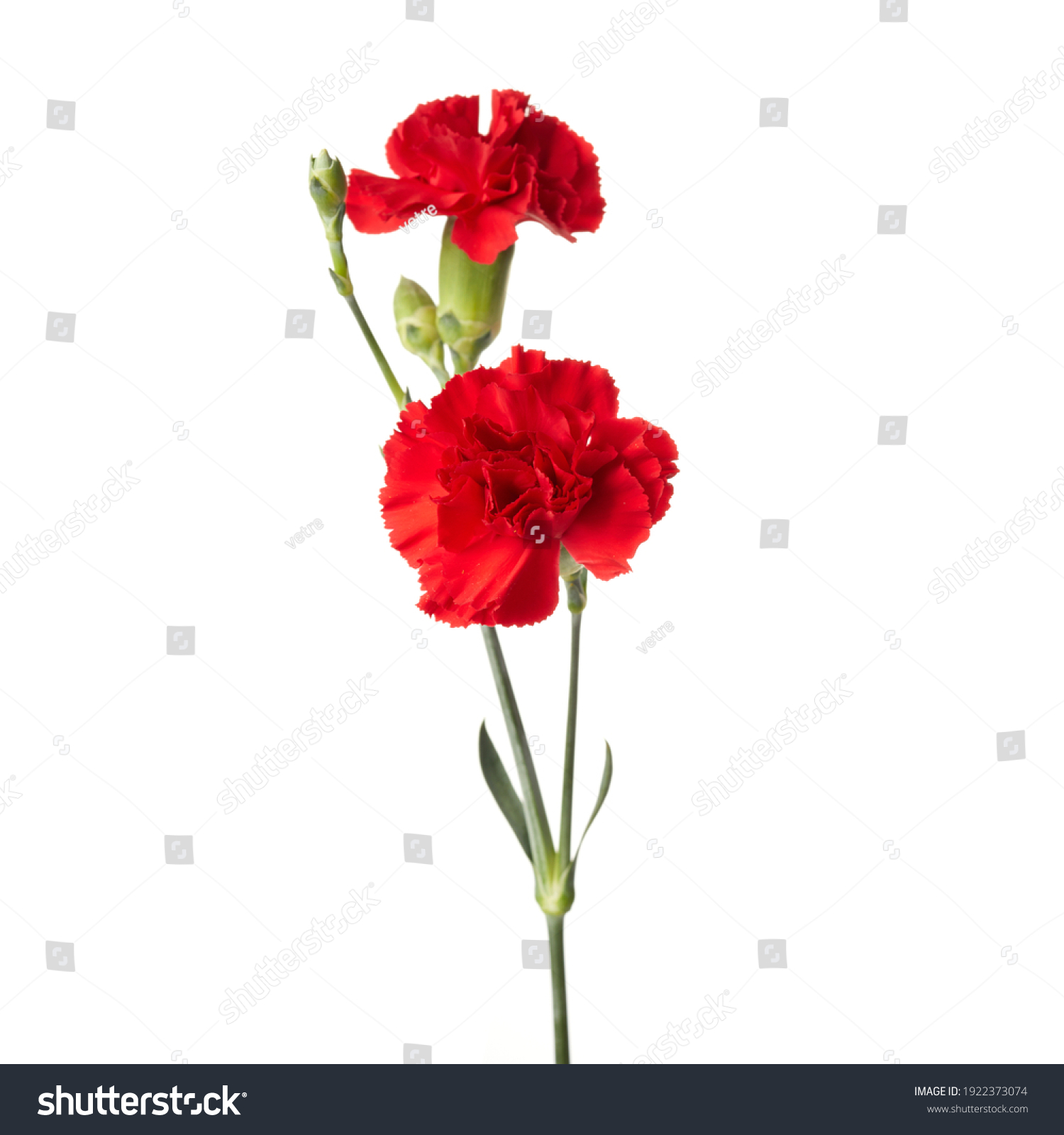 Beautiful Red Carnation Flowers Isolated On Stock Photo 1922373074 ...