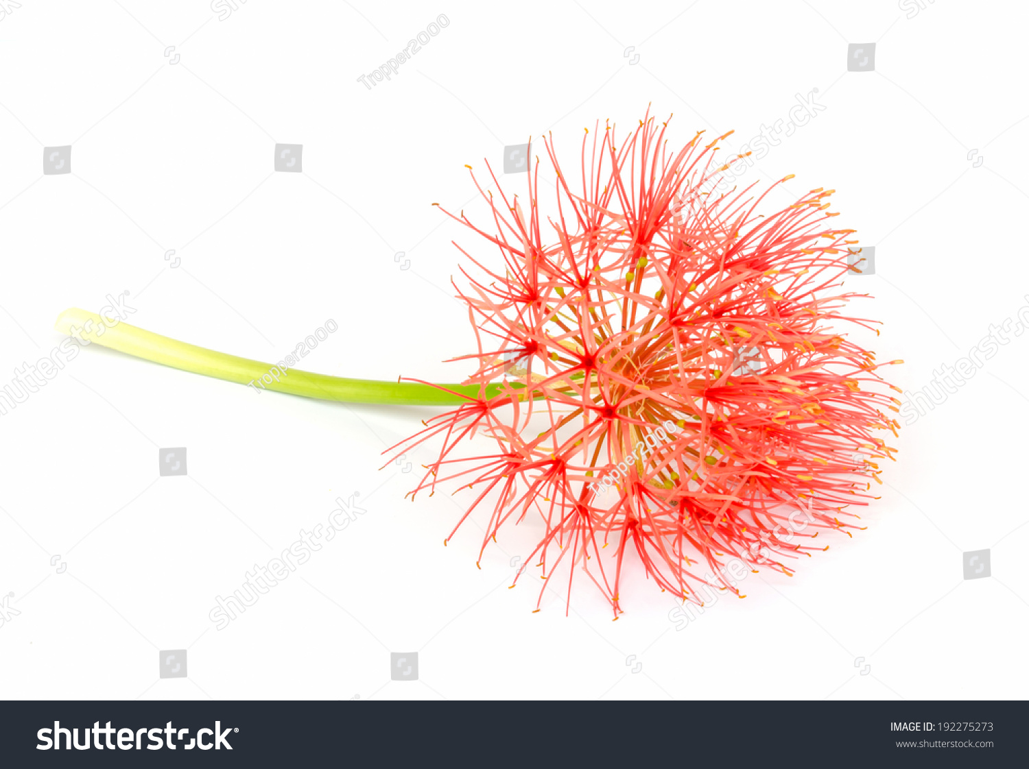 Powder Puff Lily Blood Flower Isolated Stock Photo 192275273 Shutterstock