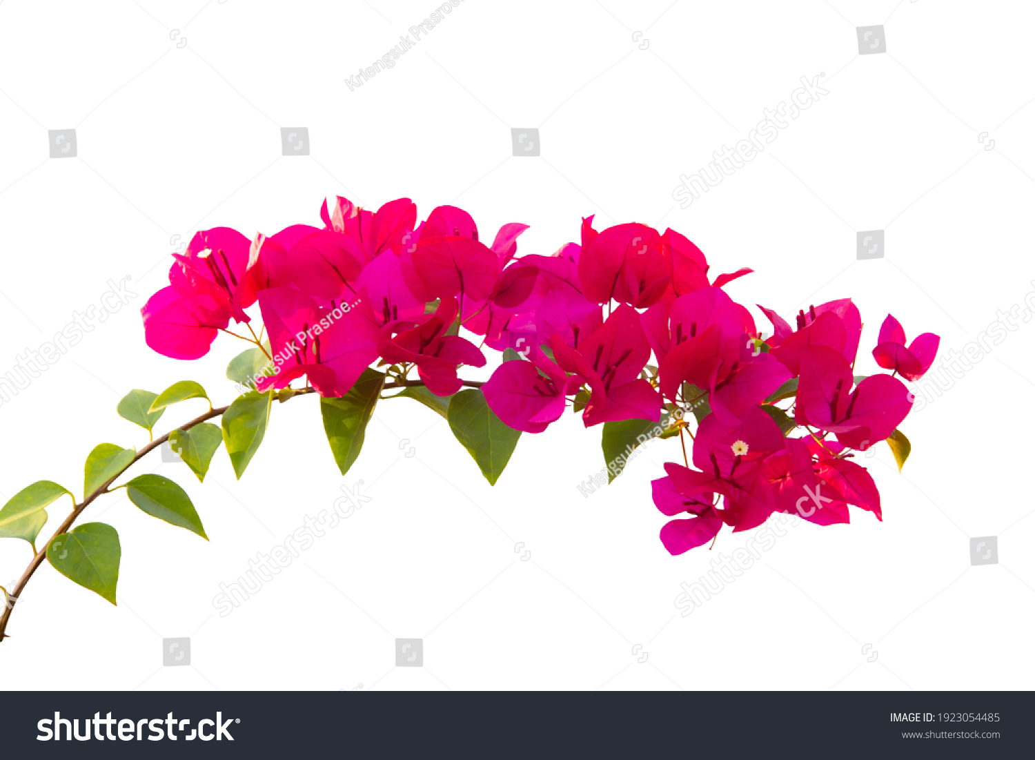 Bougainvilleas Isolated On White Background Save Stock Photo 1923054485 ...