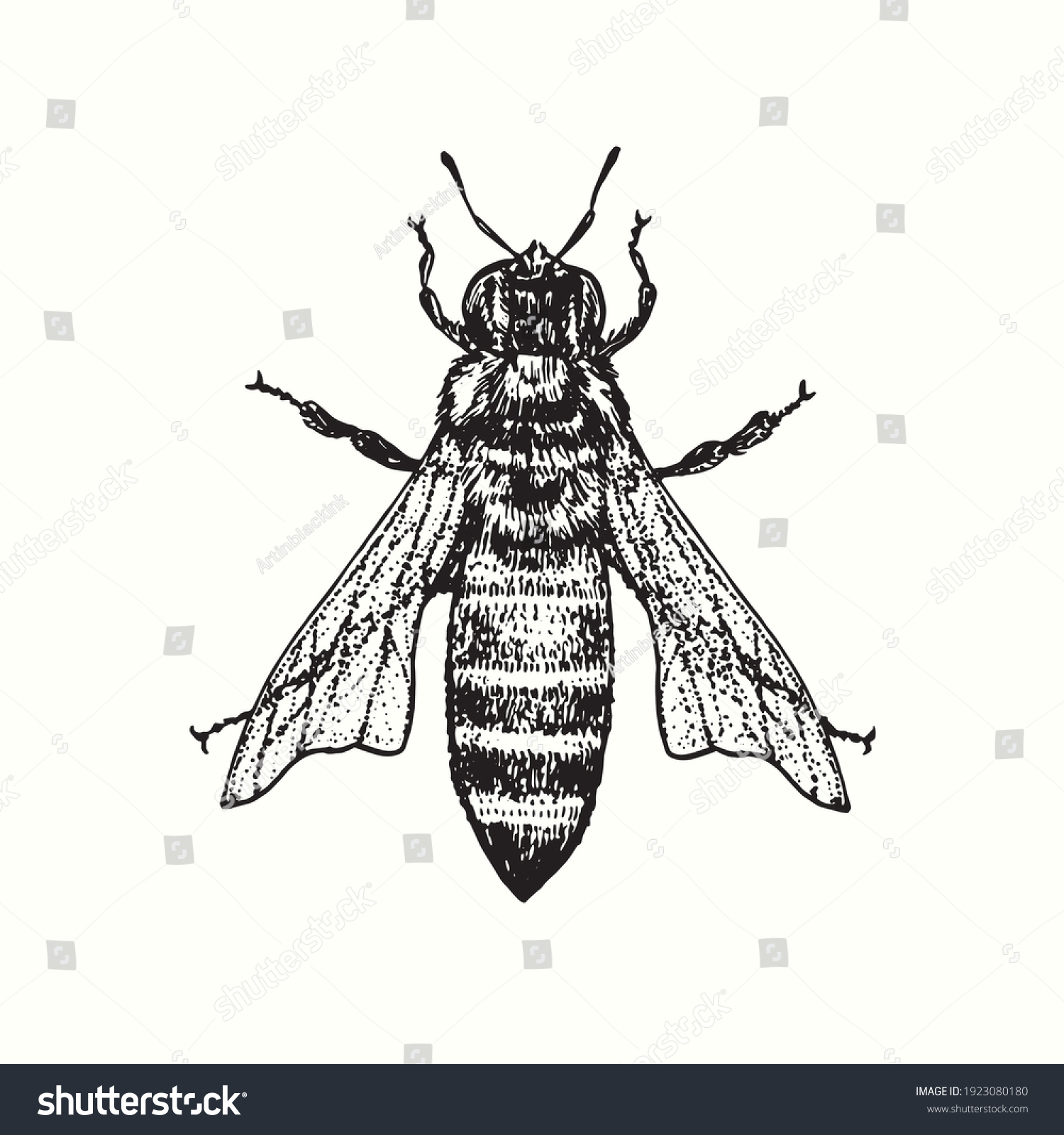 Honey Bee Worker Top View Ink Stock Vector (Royalty Free) 1923080180 ...