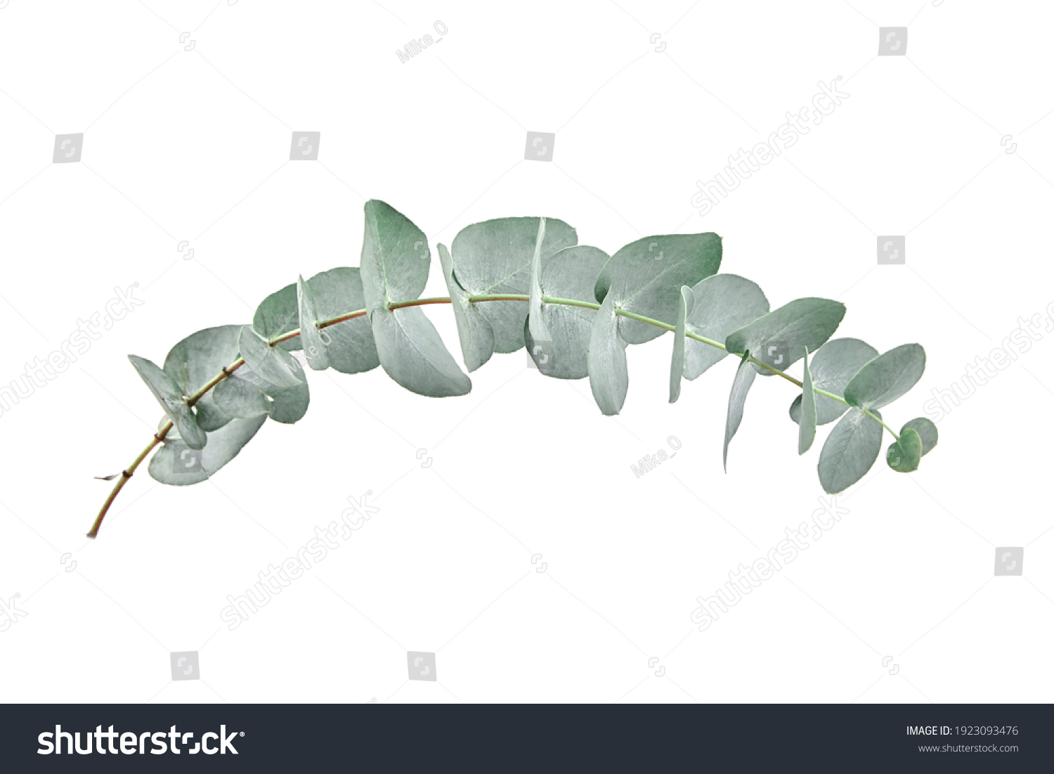 Eucalyptus Leaves Isolated On White Background Stock Photo 1923093476 ...