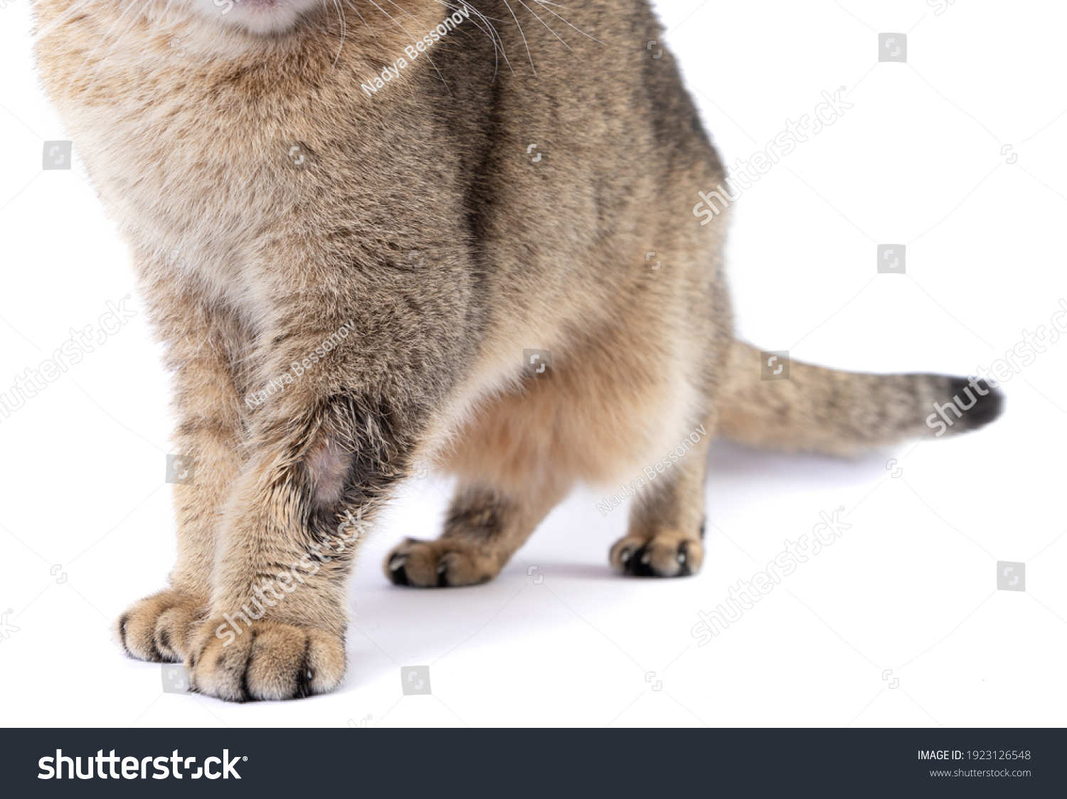 Closeup Ringworm Cat Sick Lichaen Skin Stock Photo 1923126548 ...