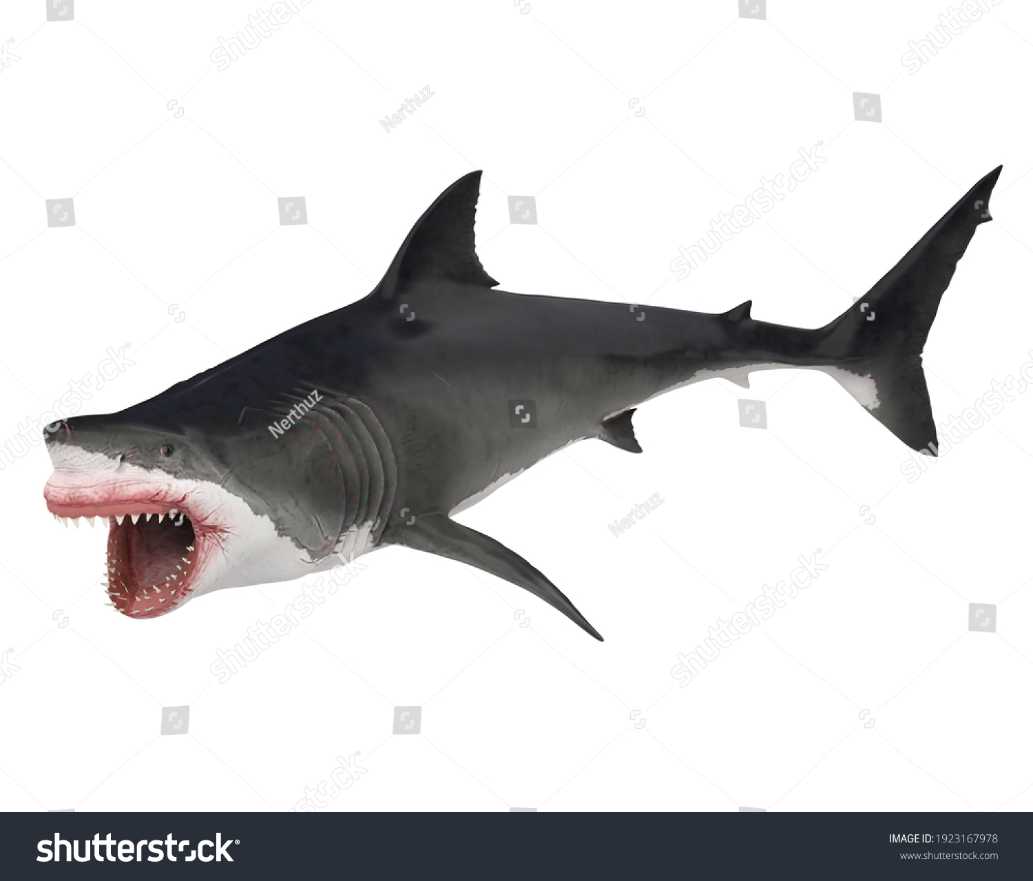 Great White Shark Isolated 3d Rendering Stock Illustration 1923167978 ...