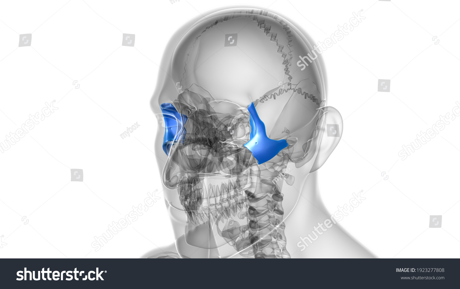 Human Skeleton Skull Zygomatic Bone Anatomy Stock Illustration 1923277808 Shutterstock 4262