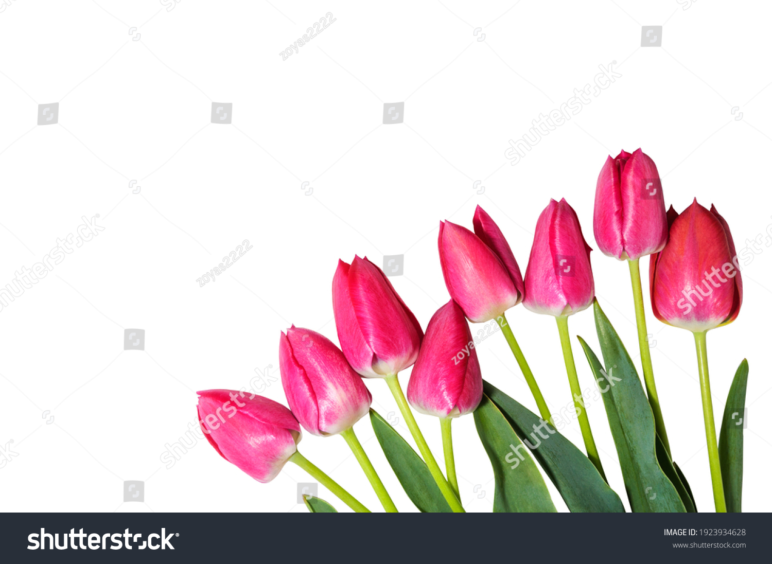 Pink Tulips Isolated On White Background Stock Photo 1923934628 ...