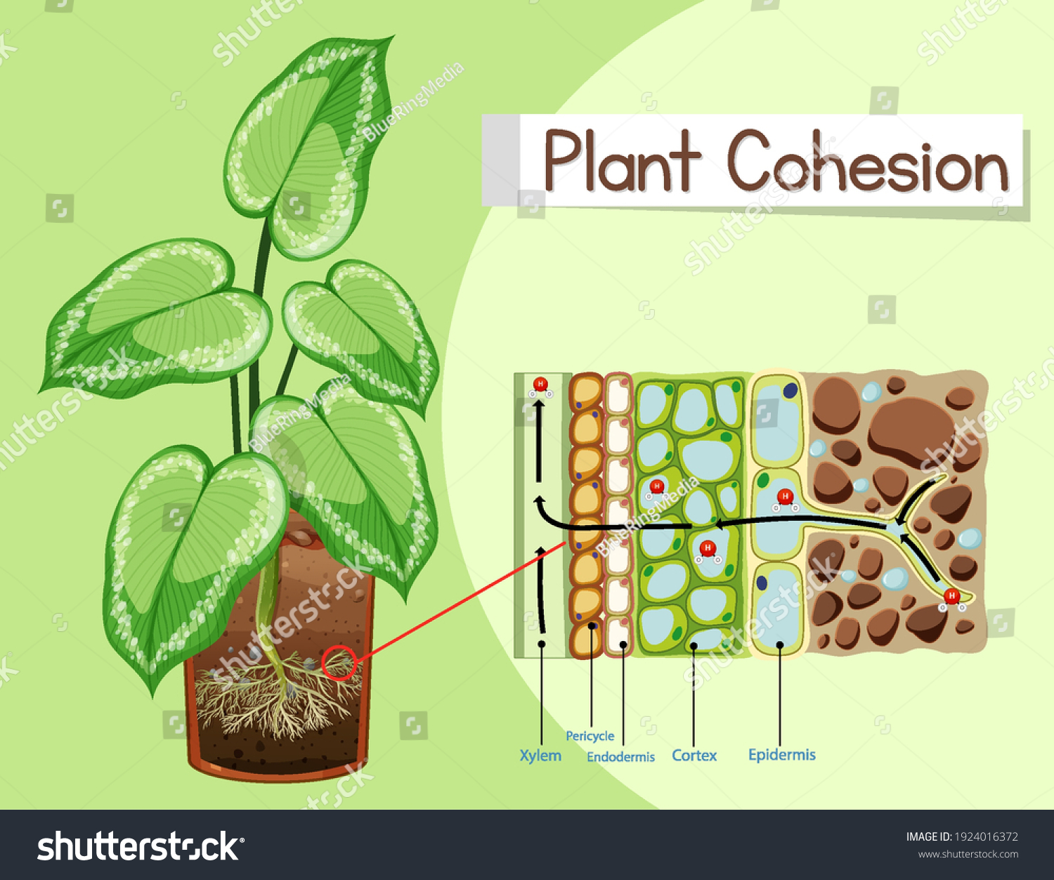 Diagram Showing Plant Cohesion Illustration Stock Vector (Royalty Free ...