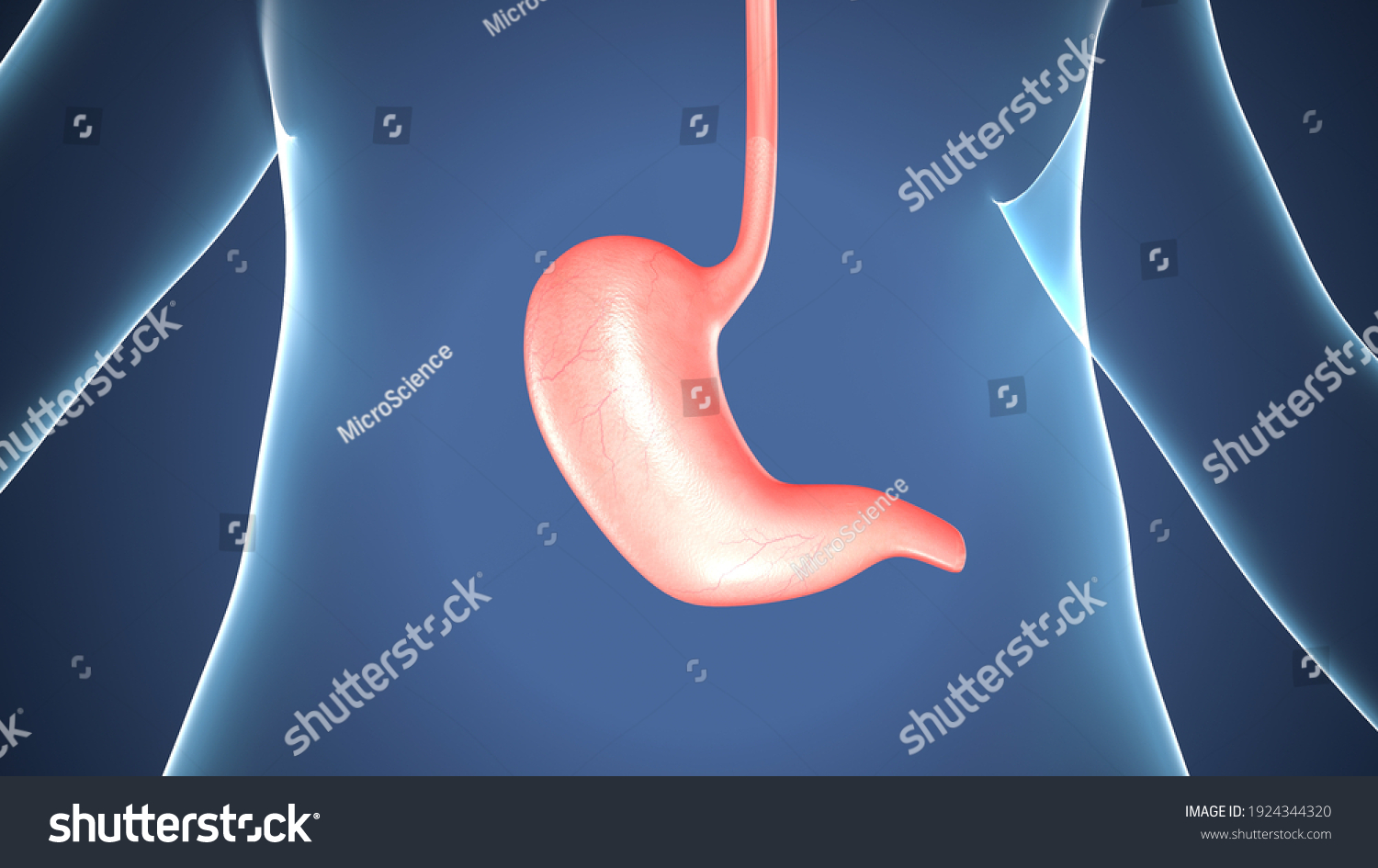 3d Render Human Stomach System Anatomy Stock Illustration 1924344320 ...