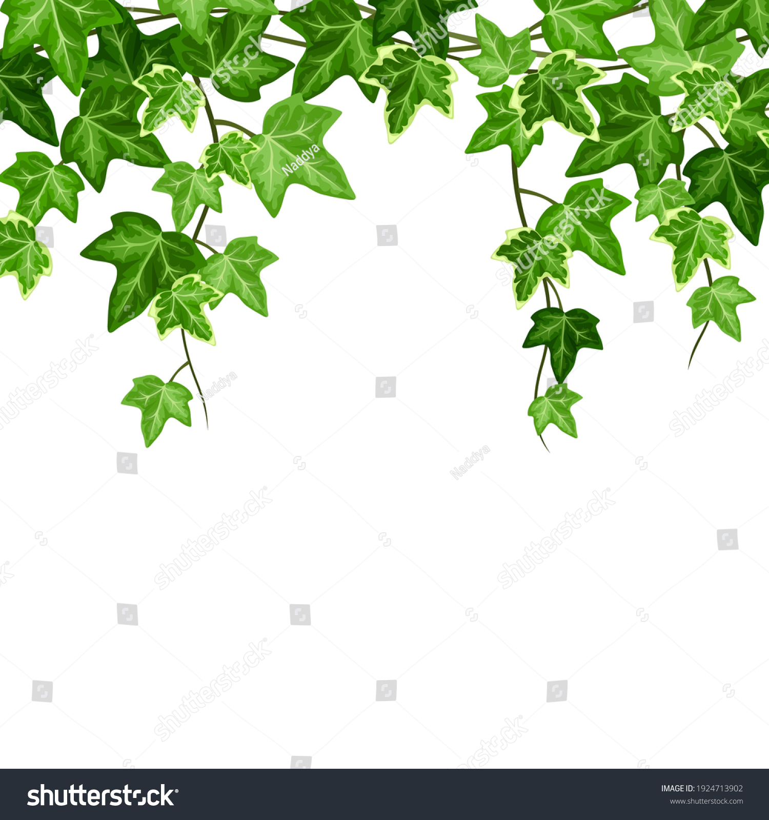 Vector Background Green Hanging Ivy Hedera Stock Vector (Royalty Free ...