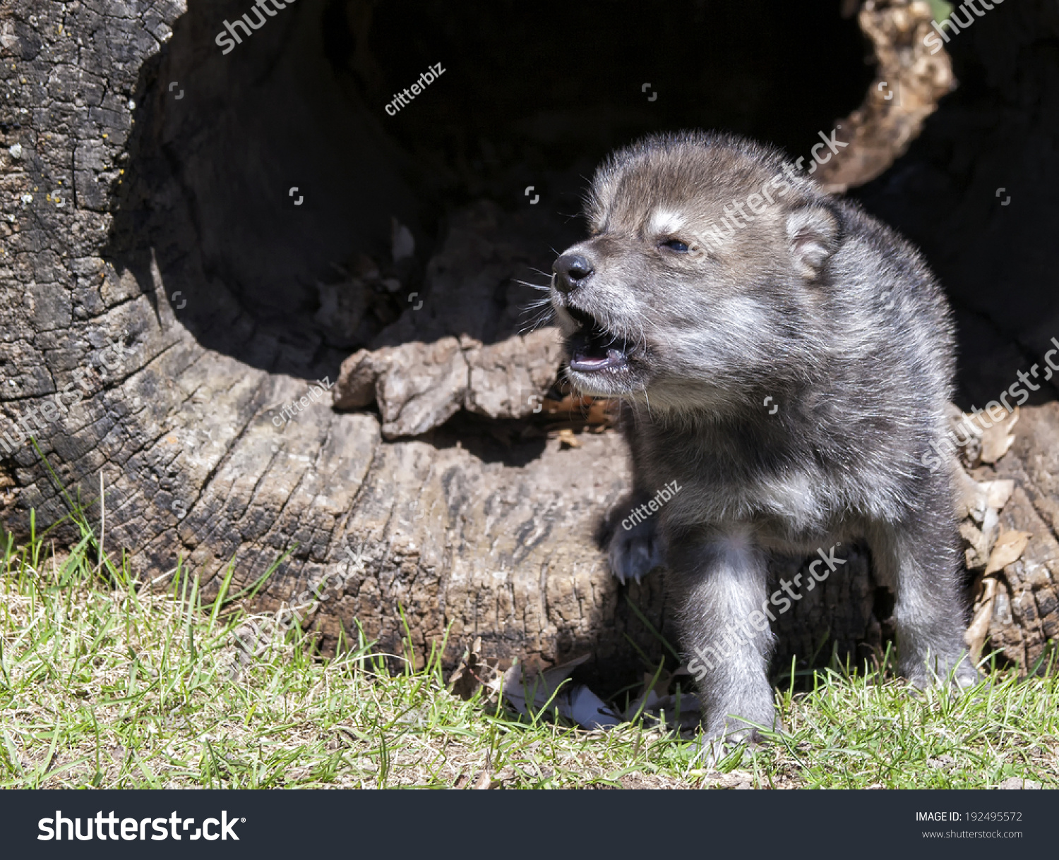 Young Howling Timber Wolf Gray Wolf Stock Photo 192495572 | Shutterstock