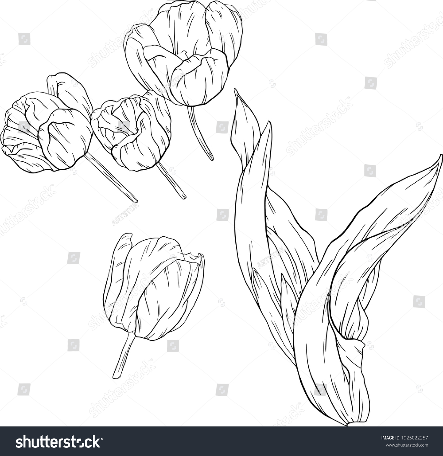 Hand Drawn Tulip Flower Black White Stock Vector Royalty Free Shutterstock