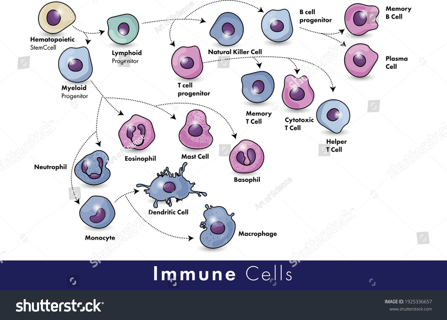 Cells Immune System List Immune Cells Stock Vector (Royalty Free ...