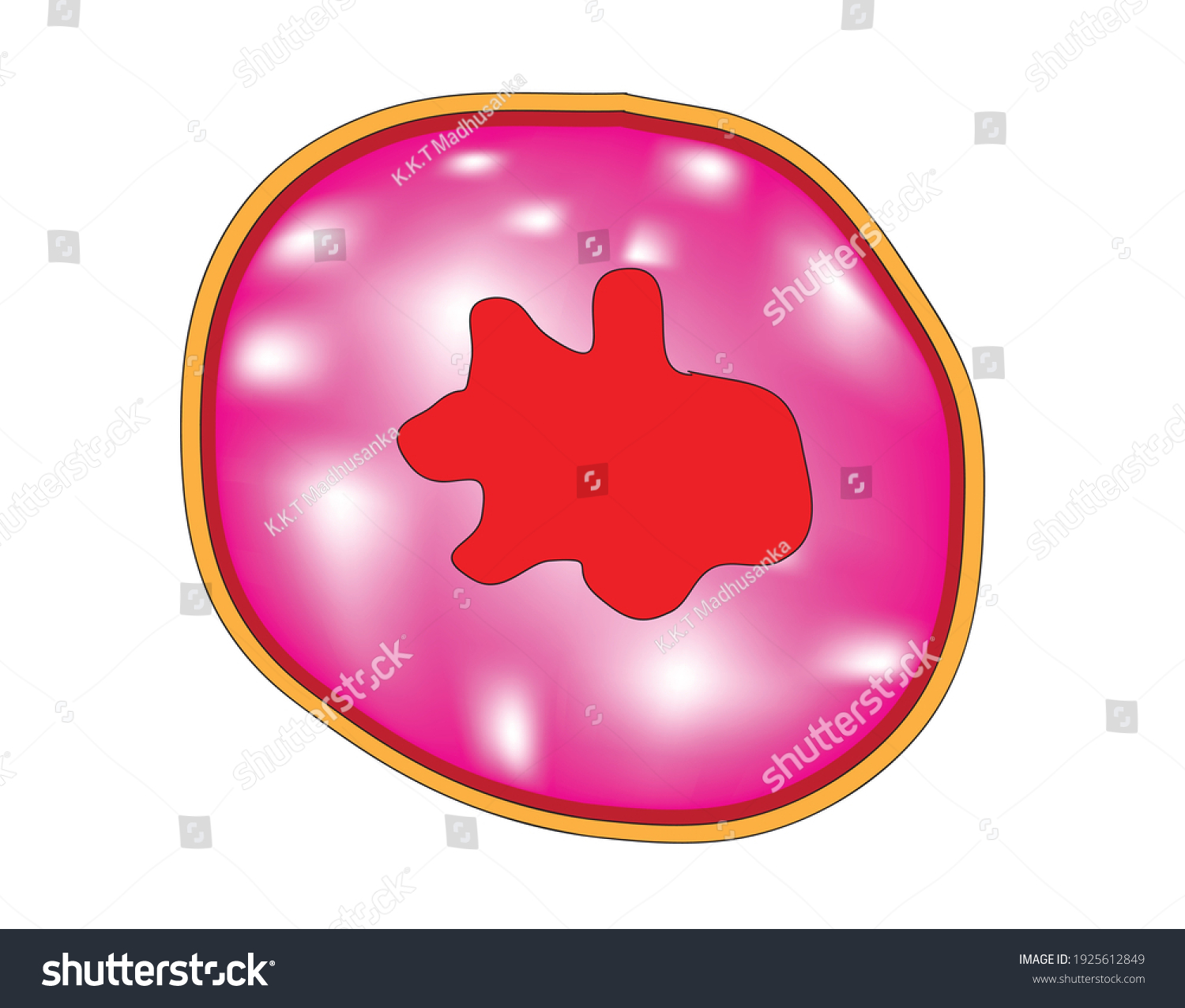 cross-sectional-structure-view-ureter-stock-vector-royalty-free