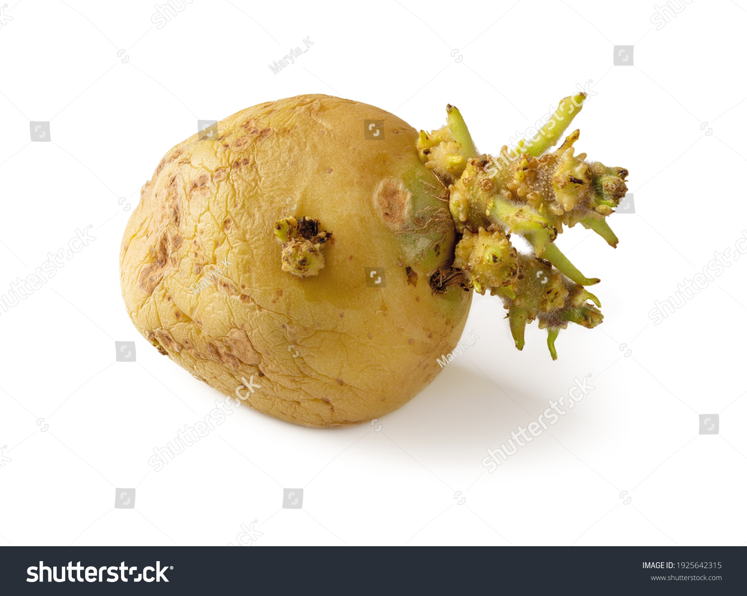Shriveled Sprouted Potato Isolated On White Stock Photo 1925642315 Shutterstock